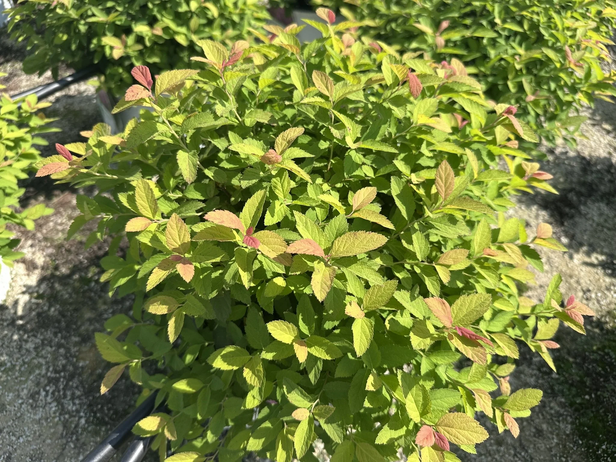 Spiraea japonica Double Play® Big Bang 'Tracy' PP21588