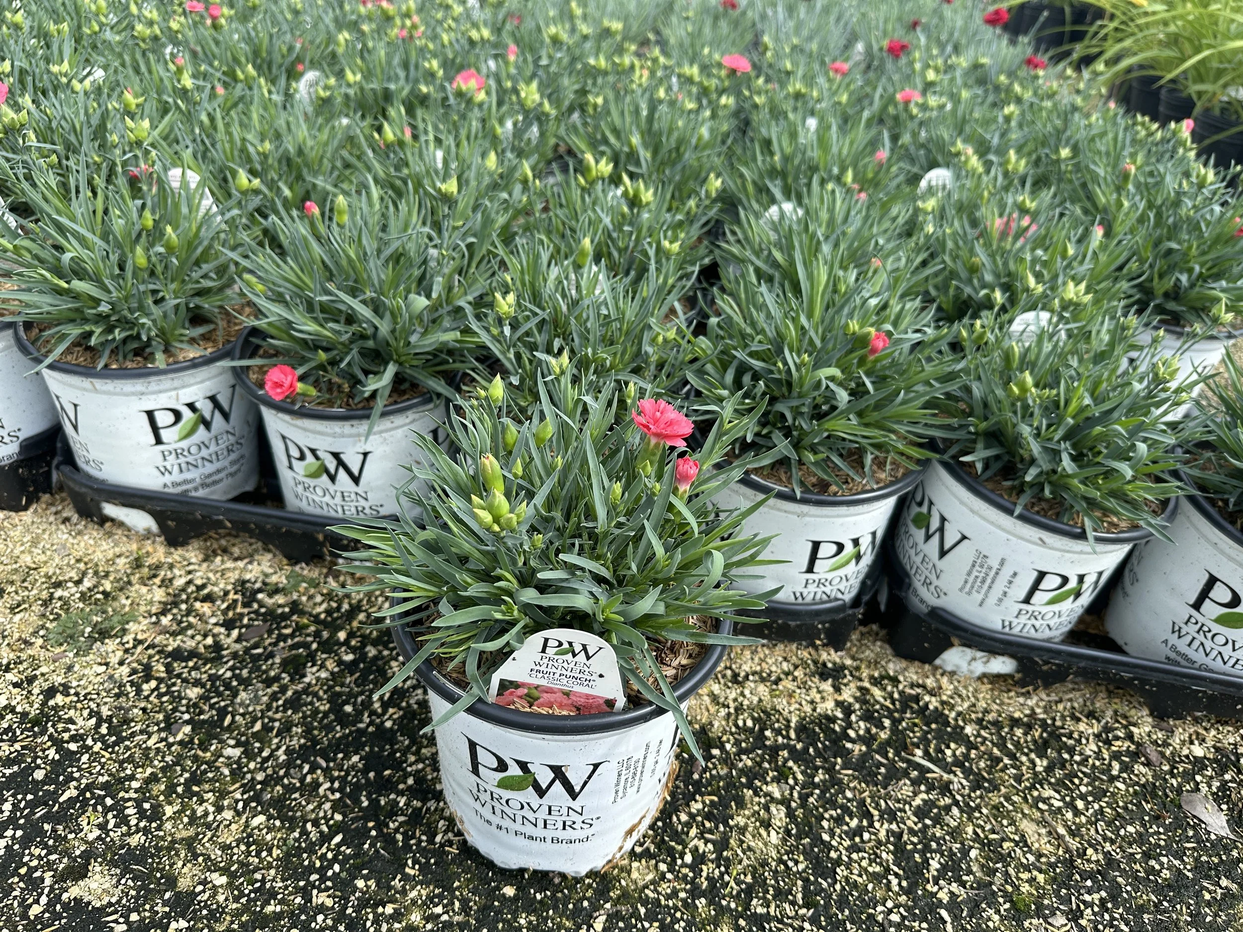Dianthus Fruit Punch® 'Classic Coral' PP30048