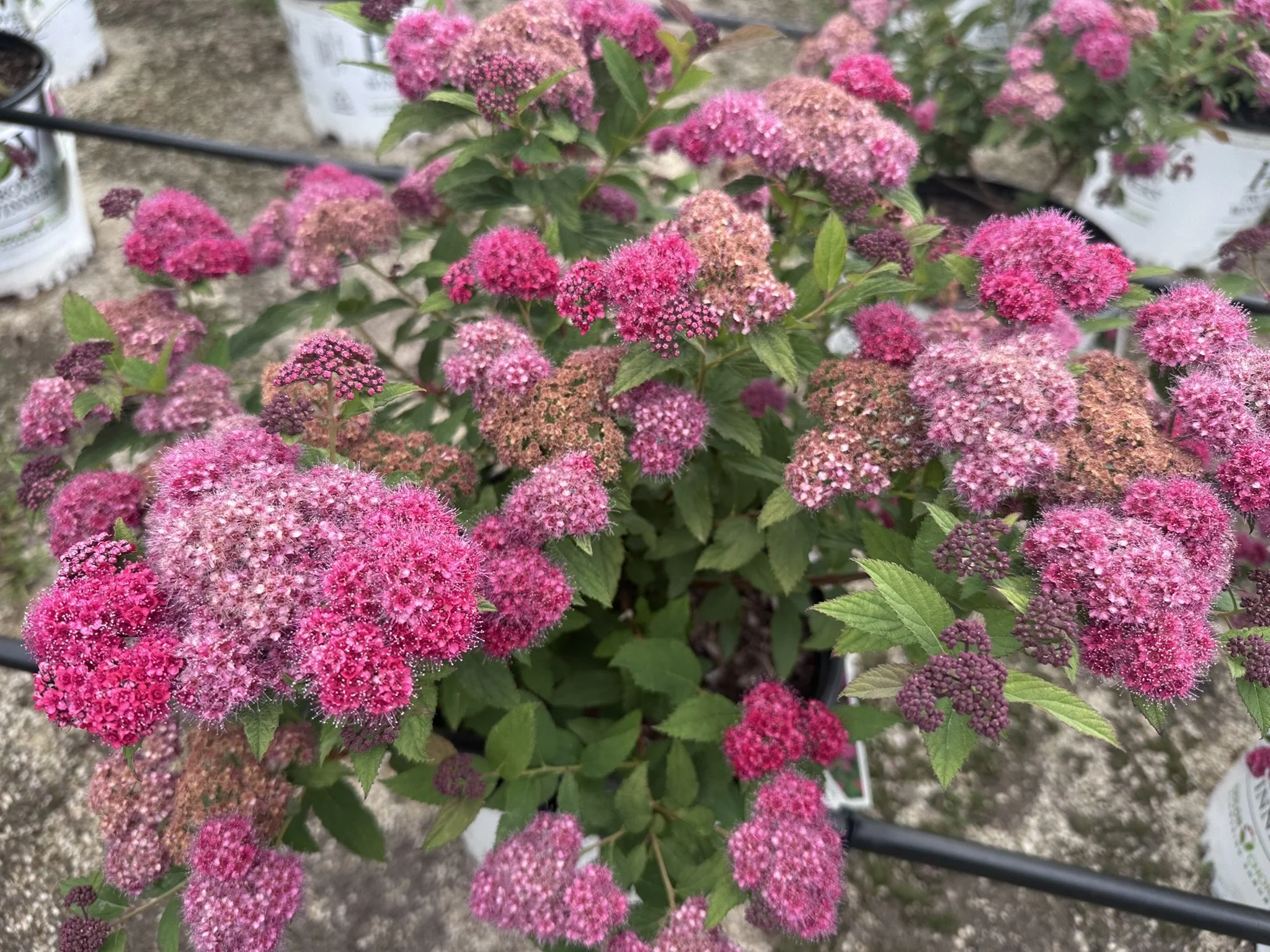 Spiraea japonica Double Play Doozie® 'NCSX2' PP30953