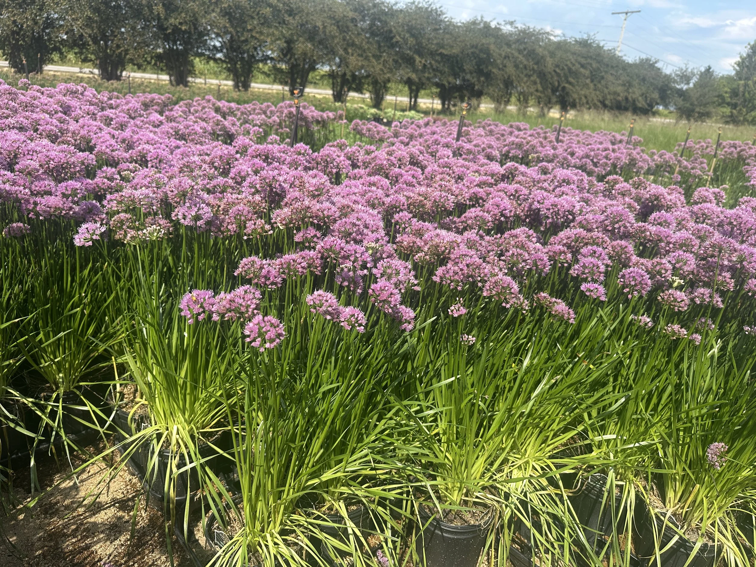 Allium 'Millenium'