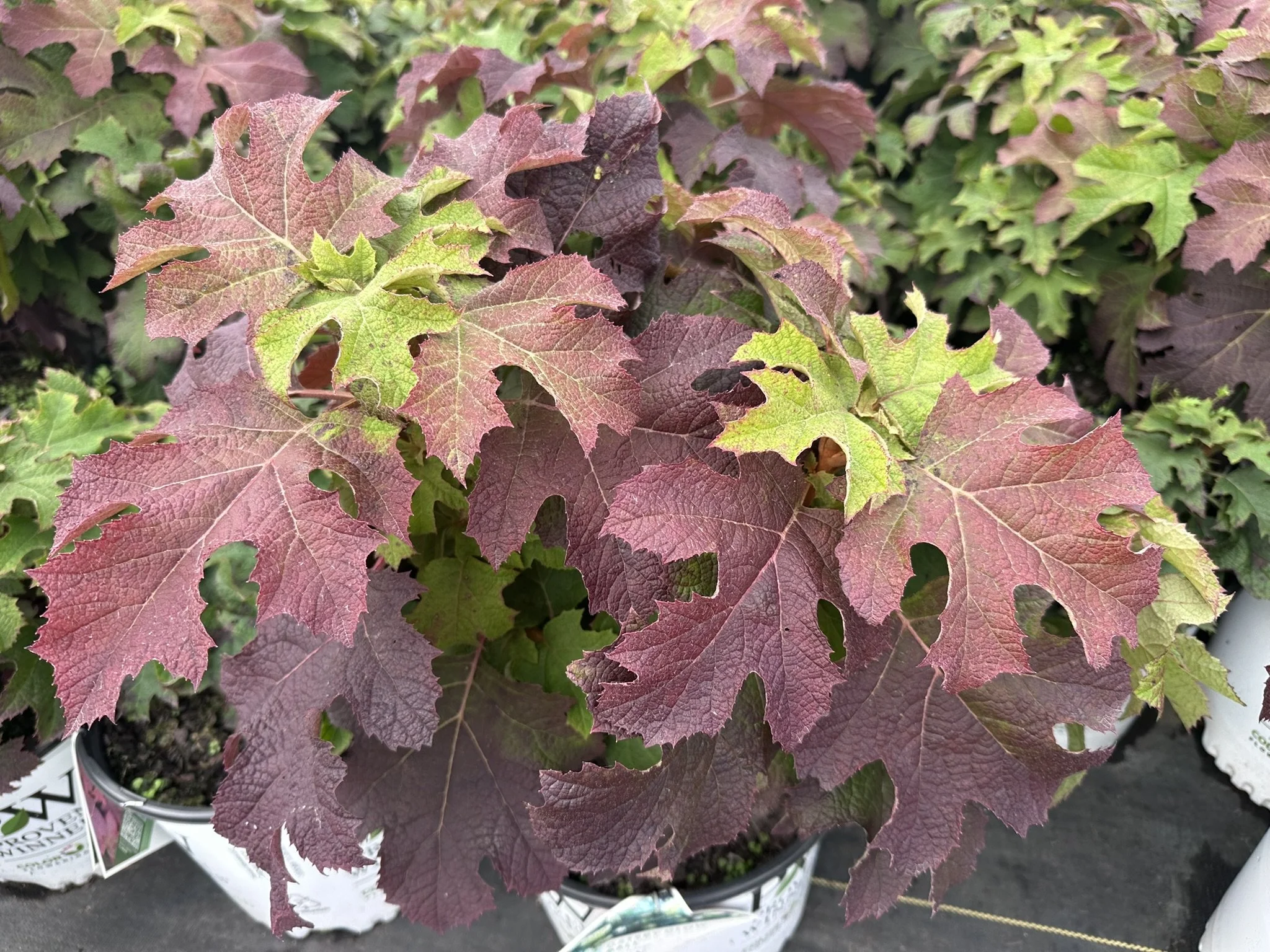 Hydrangea quercifolia Gatsby Glow Ball® 'NCHQ1' PPAF