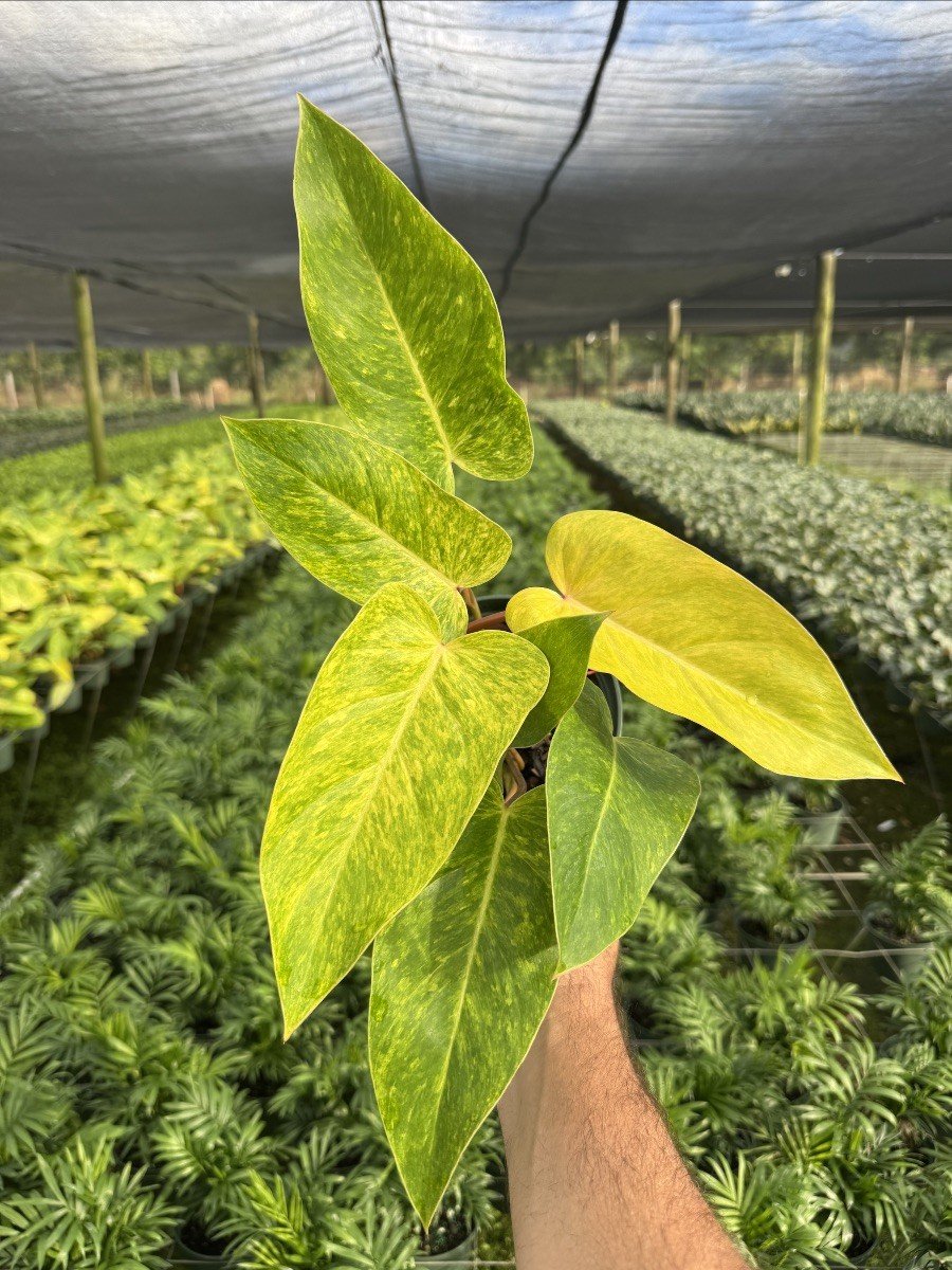6IN Philodendron Painted Lady.jpg
