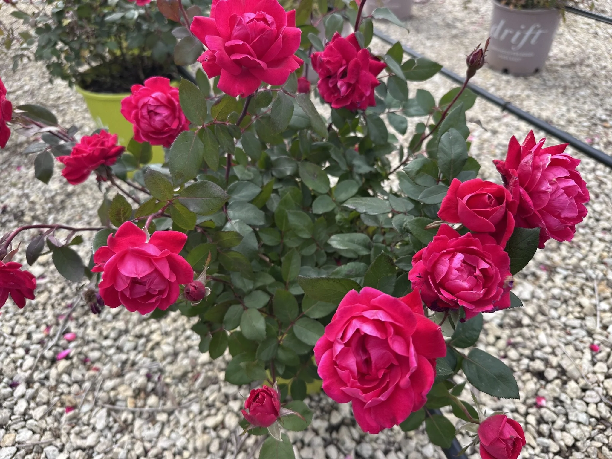 Rosa Double Knock Out® 'Radtko' PP16202