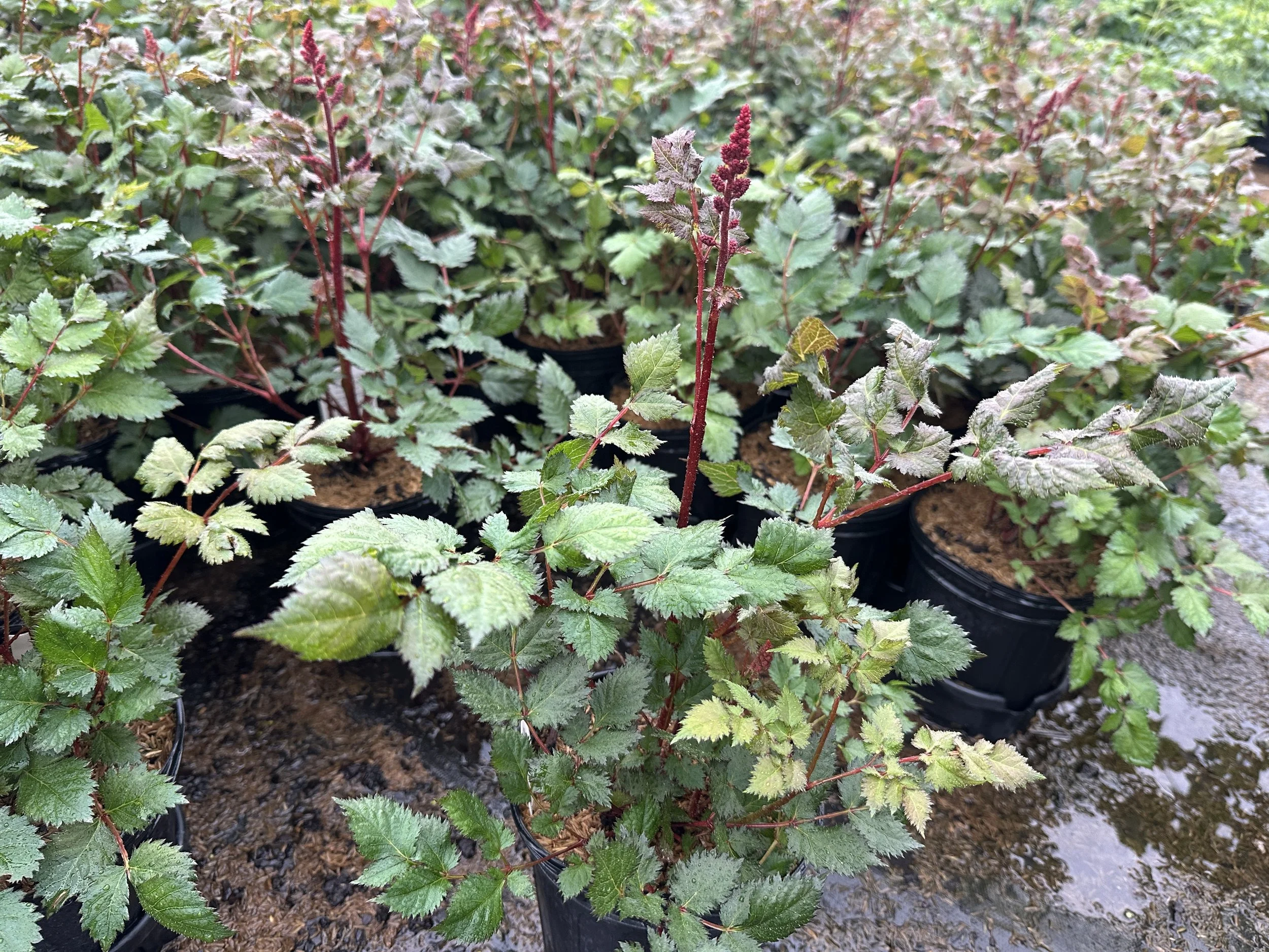 Astilbe chinensis 'Vision Vulcano' PP31422