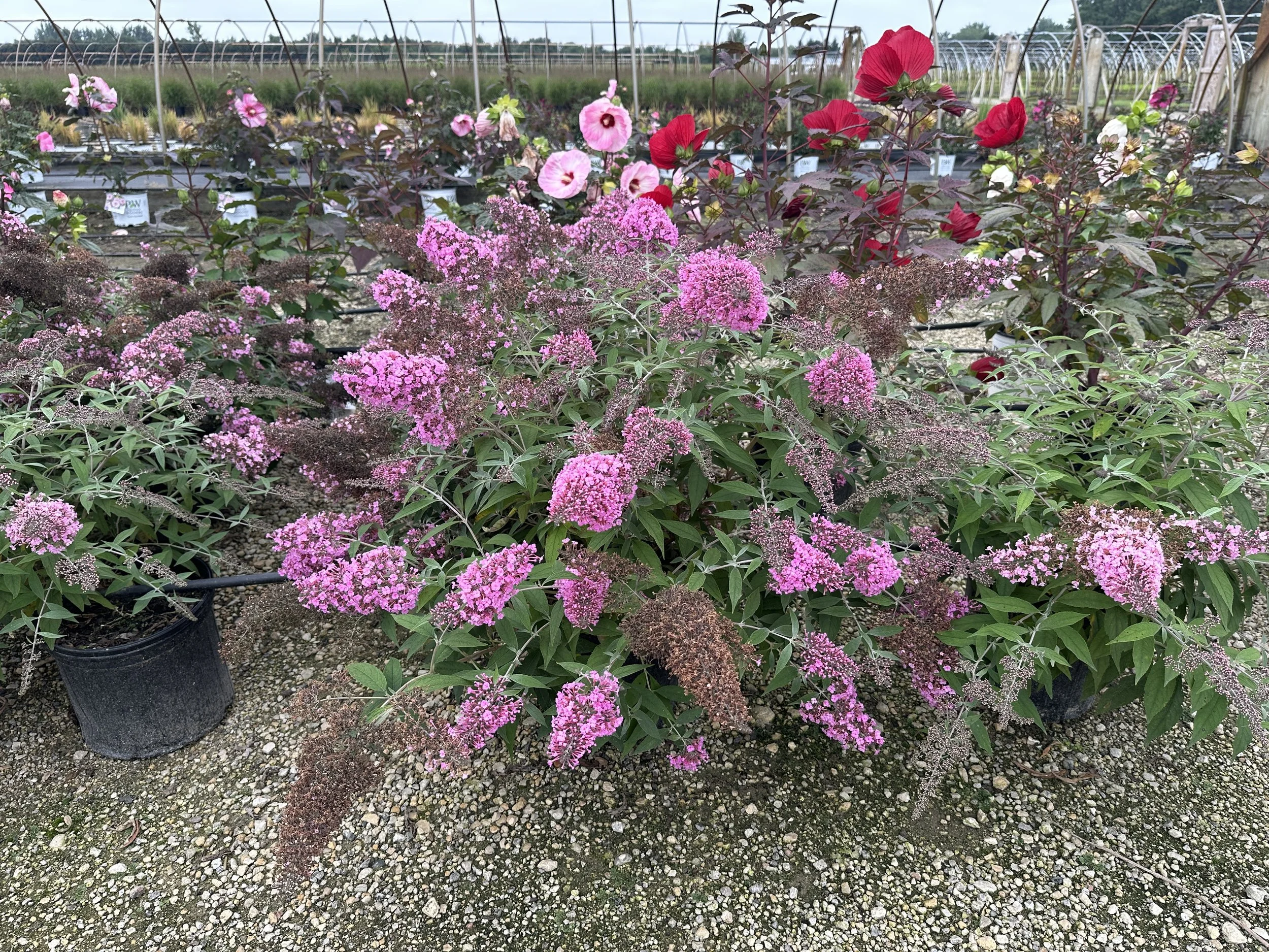 Buddleia 'Pink Cascade II' PP35438