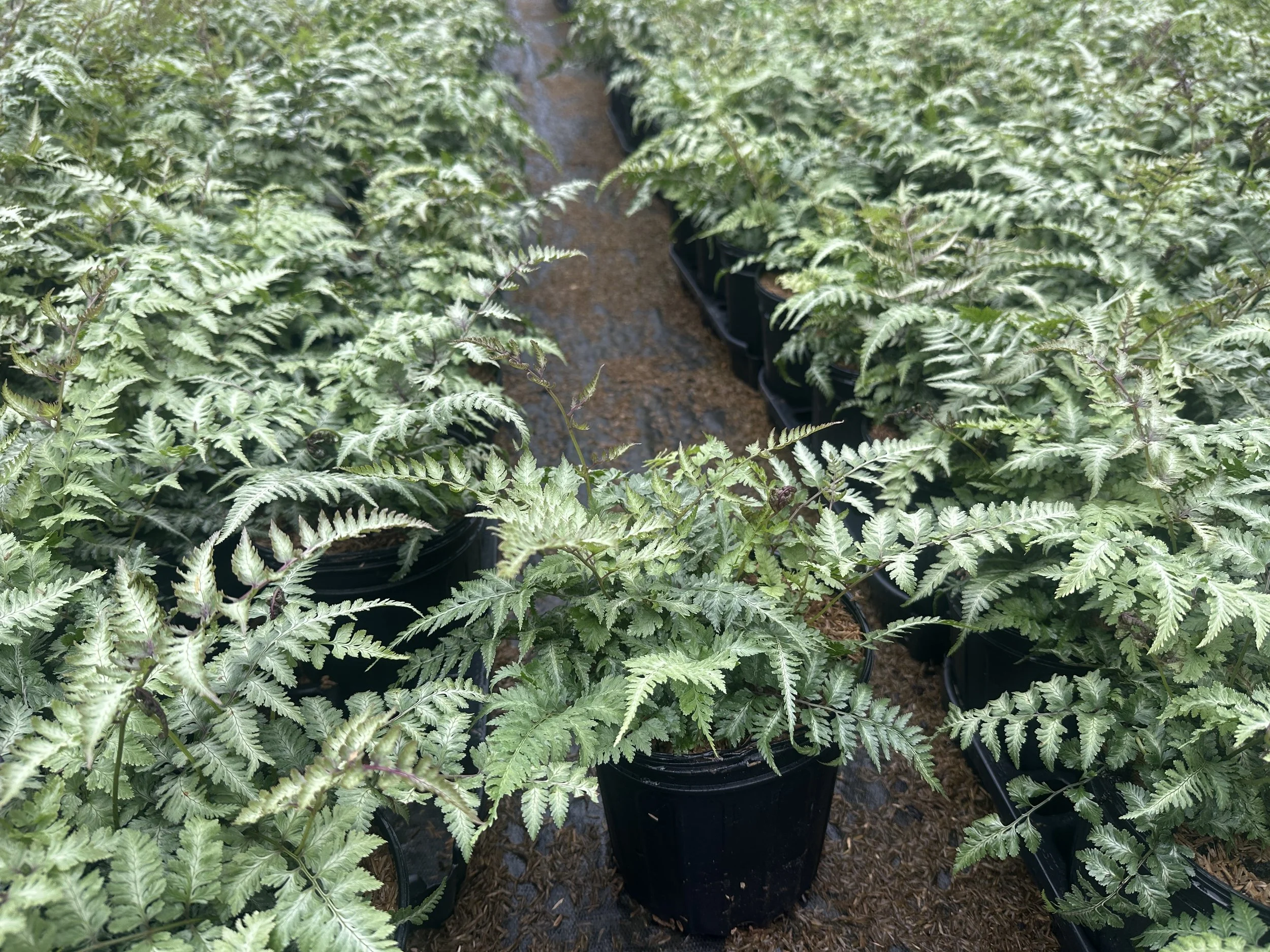 Athyrium niponicum 'Pictum'