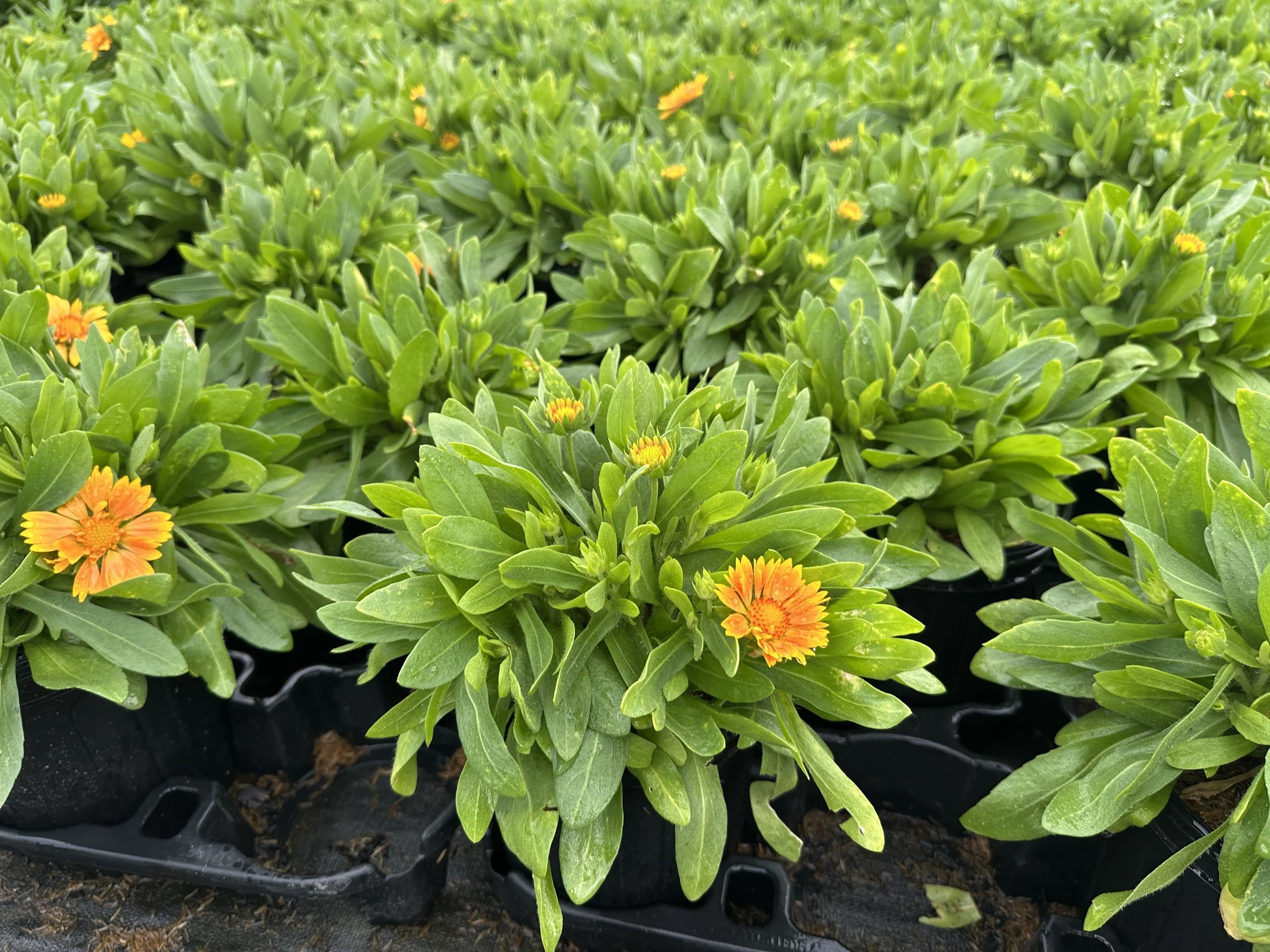 Gaillardia aristata Spintop® Mango PP35273