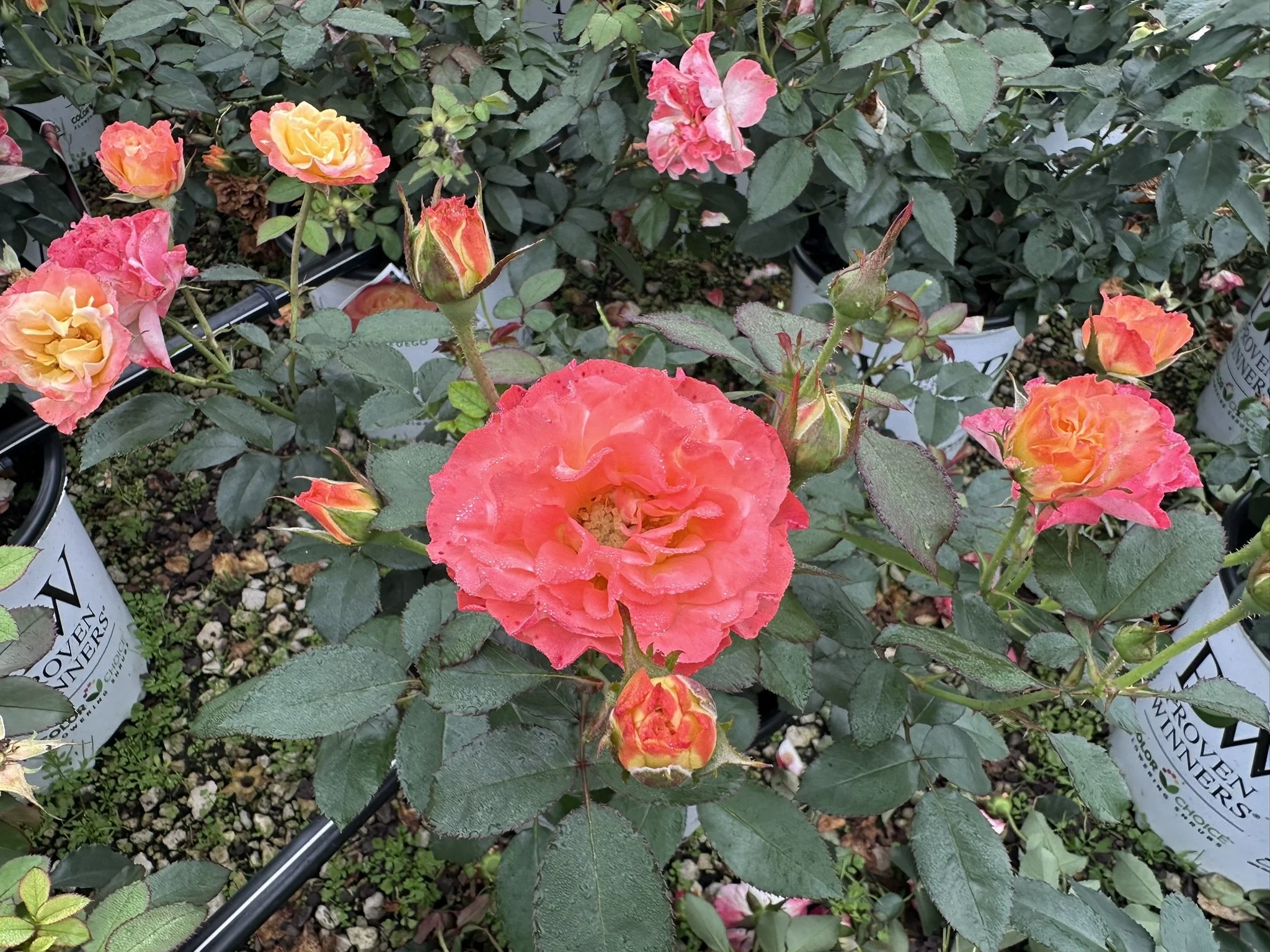Rose En Fuego #2.JPEG
