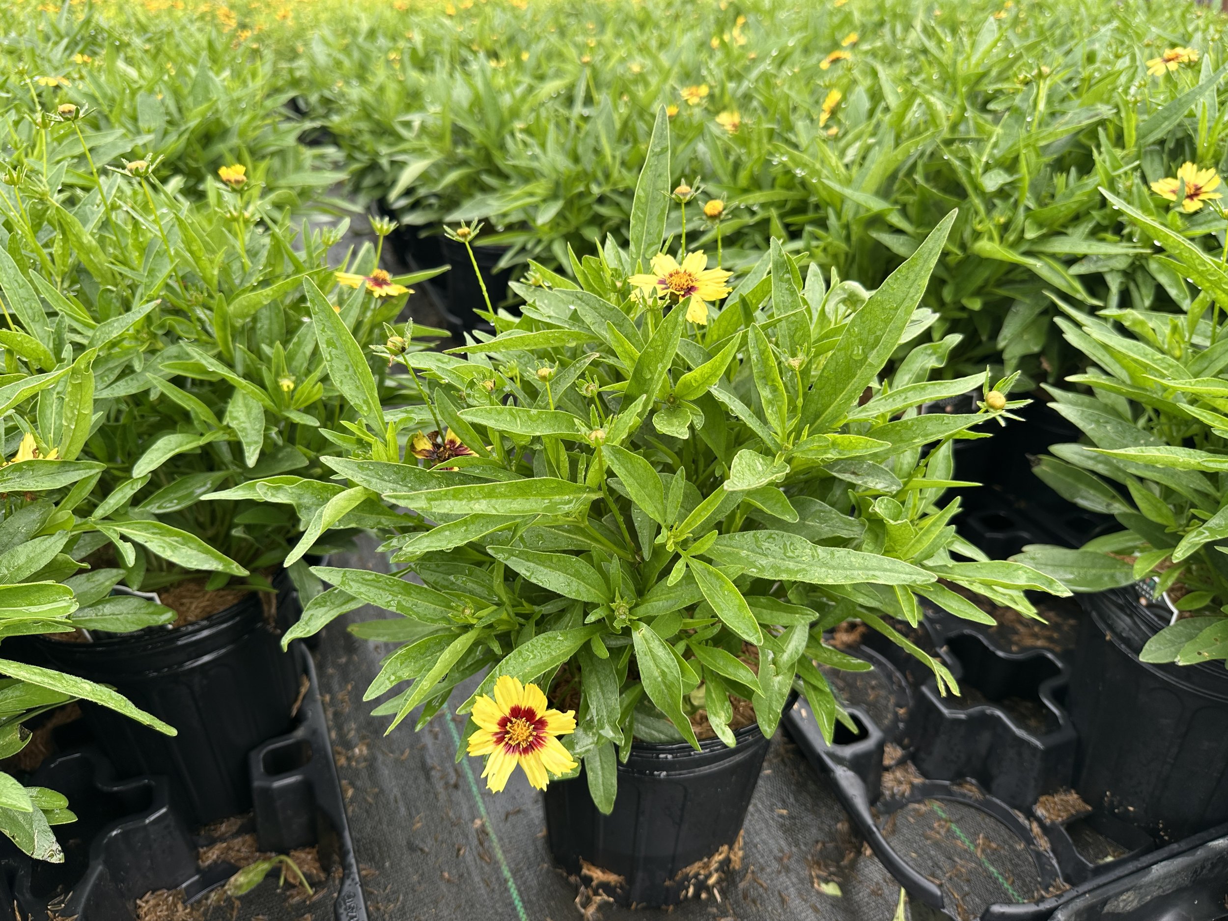 Coreopsis UpTick™ Yellow & Red 'Baluptowed' PP28865