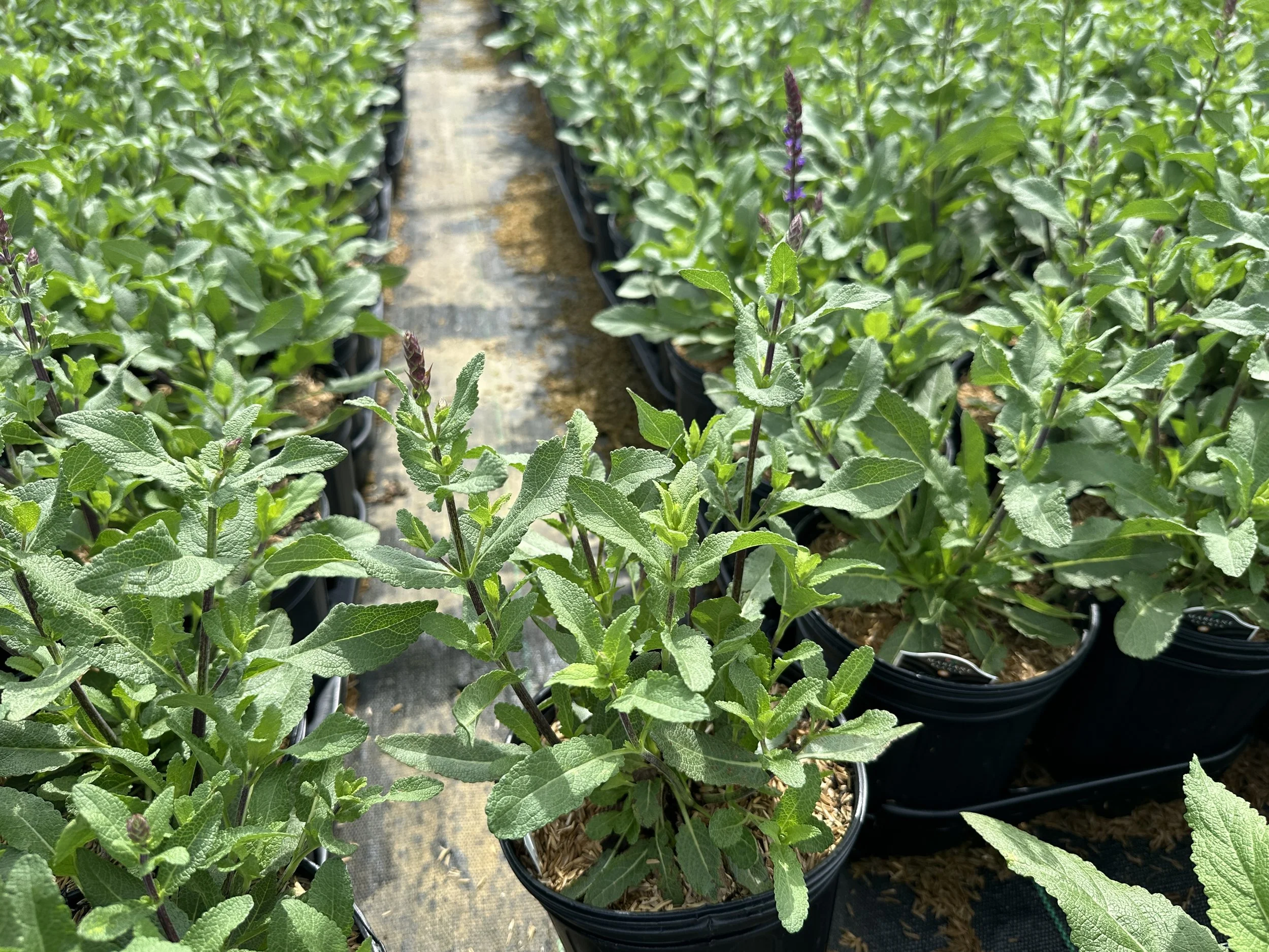 Salvia Caradonna.JPG