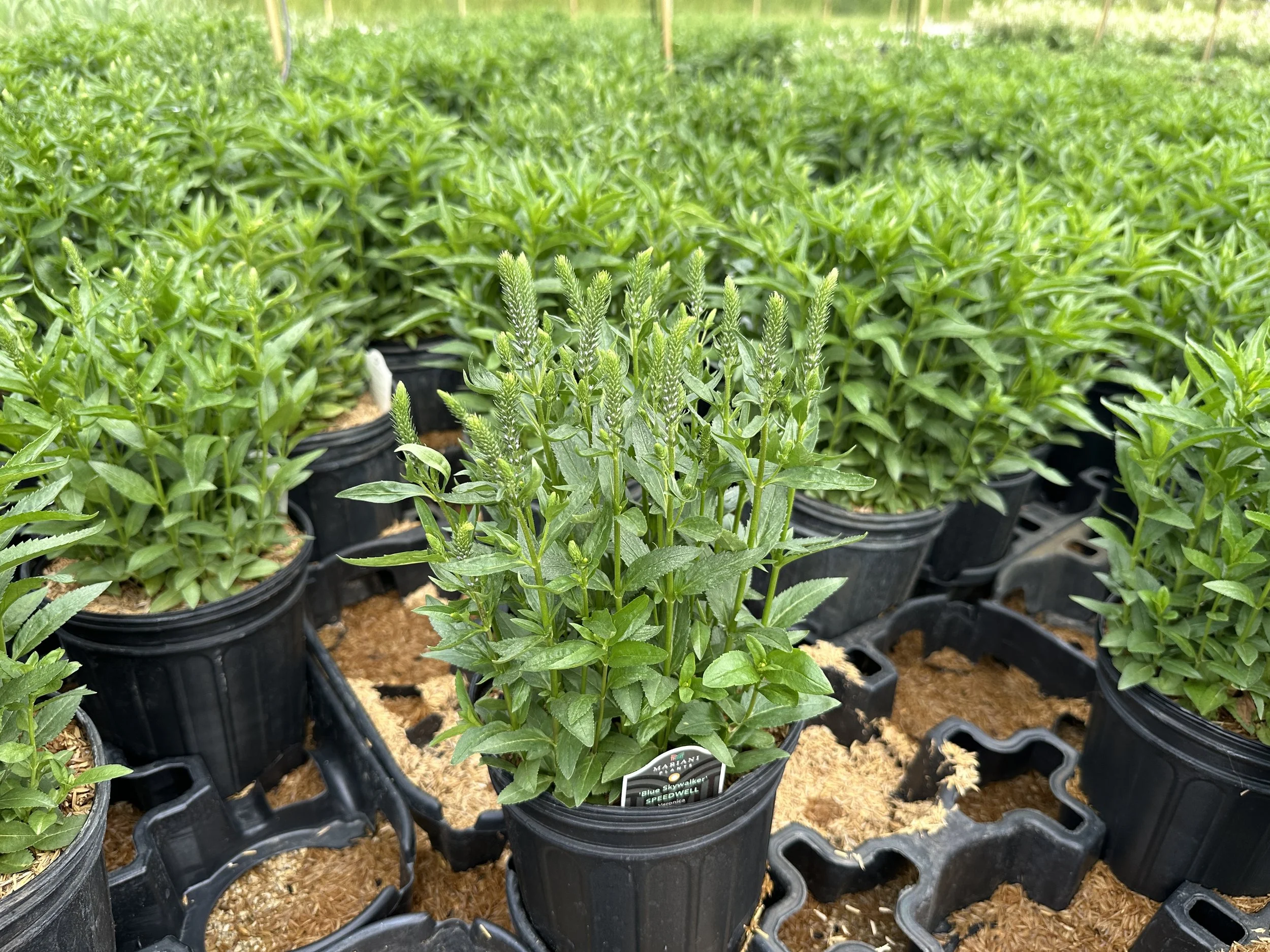 Veronica 'Blue Skywalker' PP29406