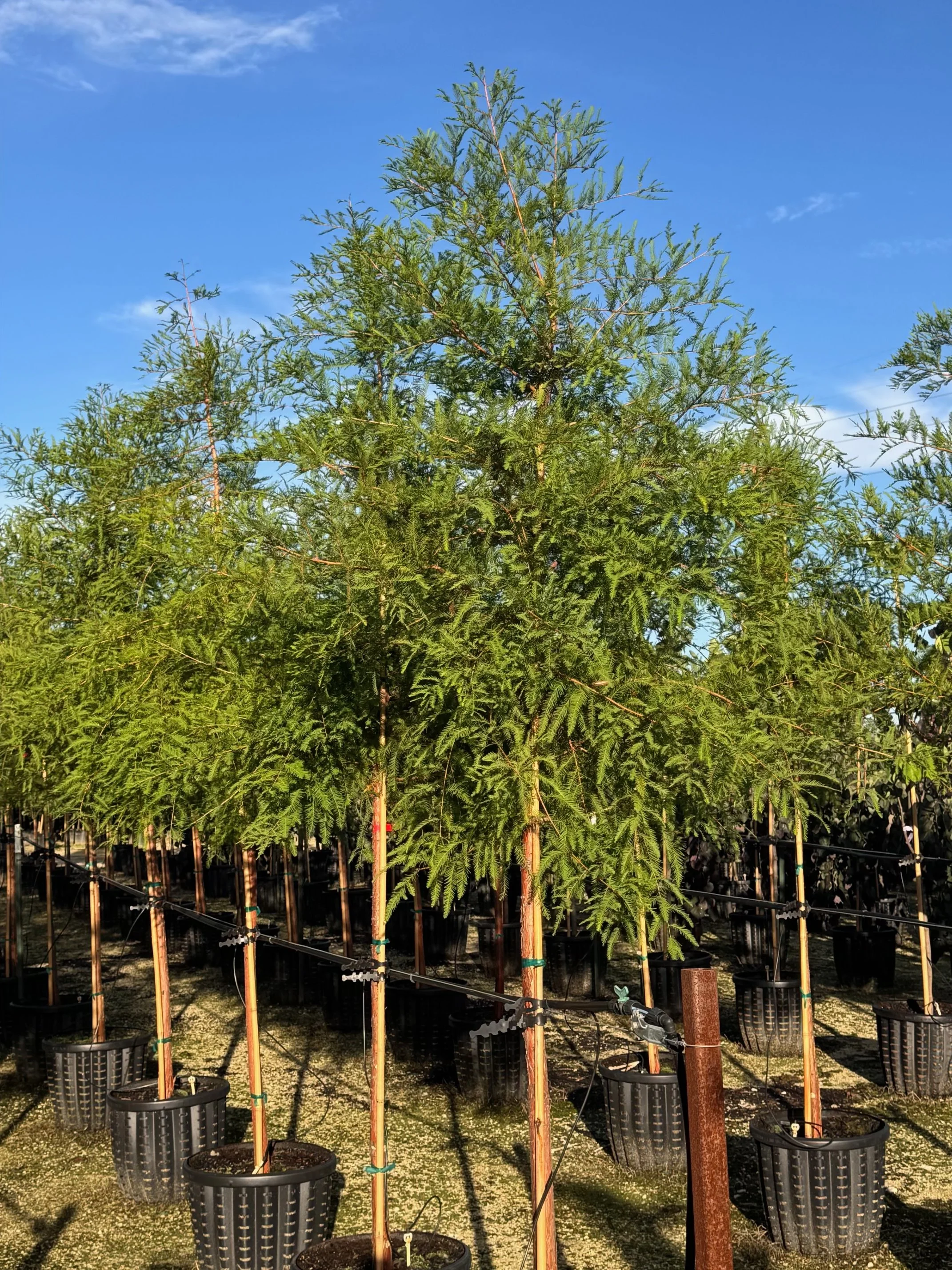 Taxodium distichum.jpeg