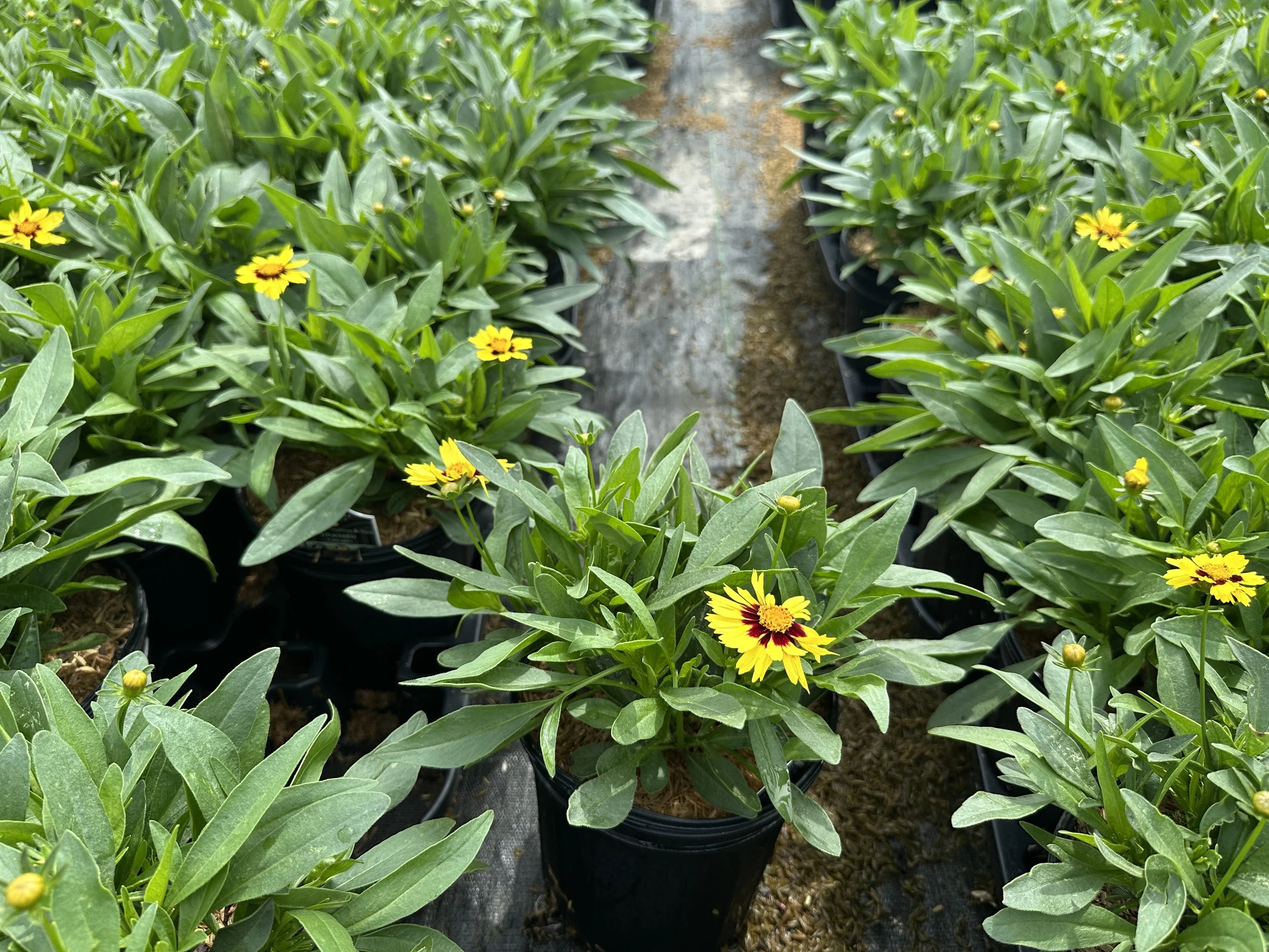 Coreopsis Uptick Yellow and Red.JPG