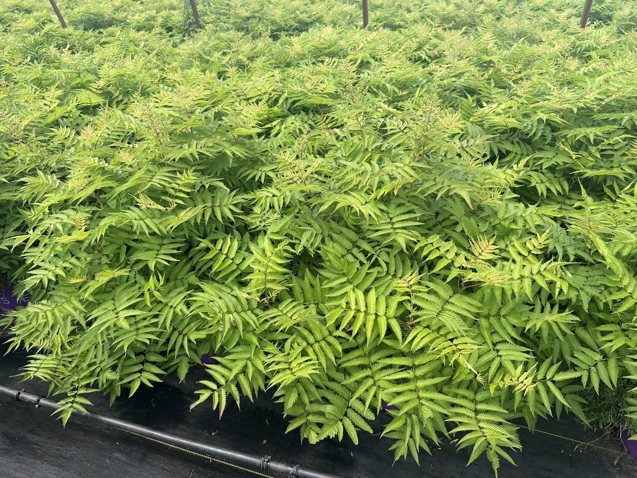 Sorbaria sorbifolia Matcha Ball® 'Levgreen' PP31202