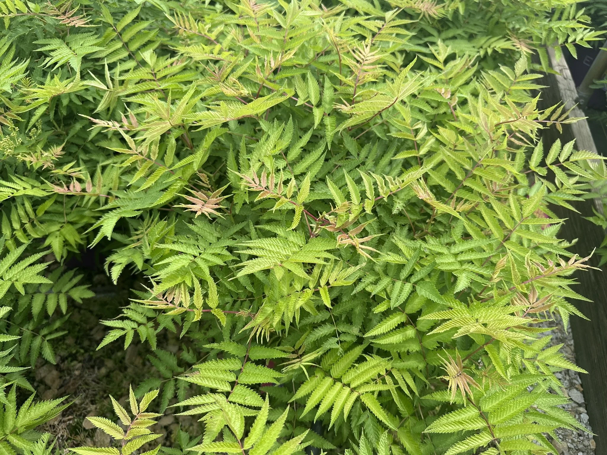 Sorbaria sorbifolia Matcha Ball® 'Levgreen' PP31202
