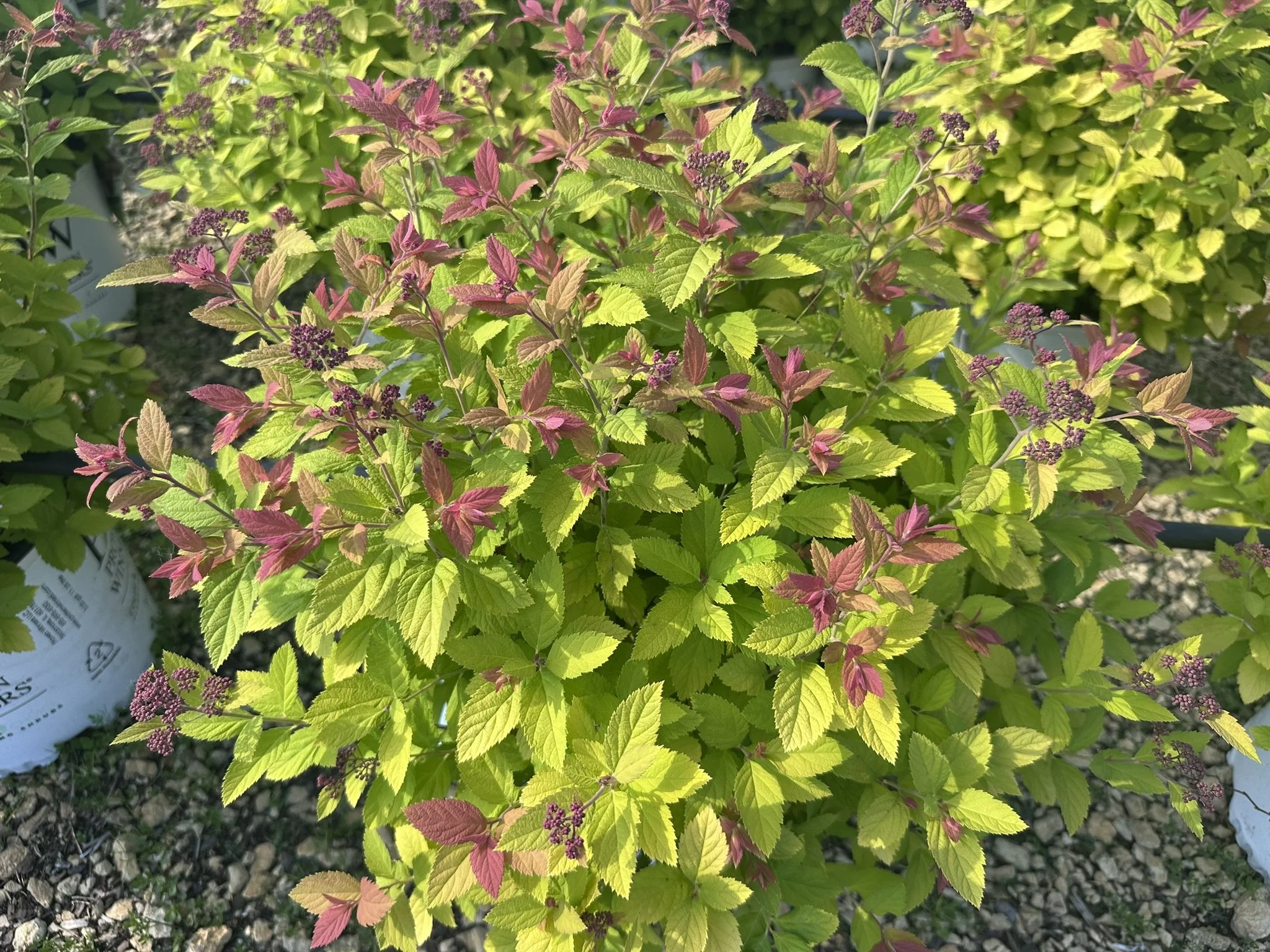 Spiraea japonica Double Play® Big Bang 'Tracy' PP21588