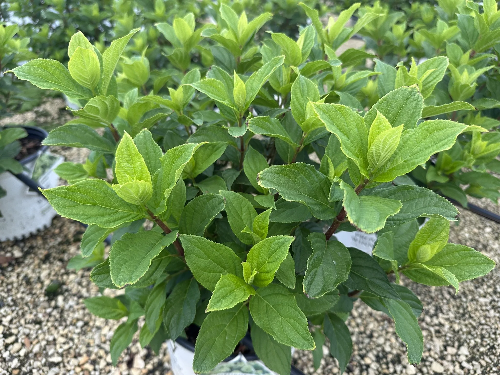 Hydrangea paniculata Limelight Prime® 'SMNHPPH' PP32511