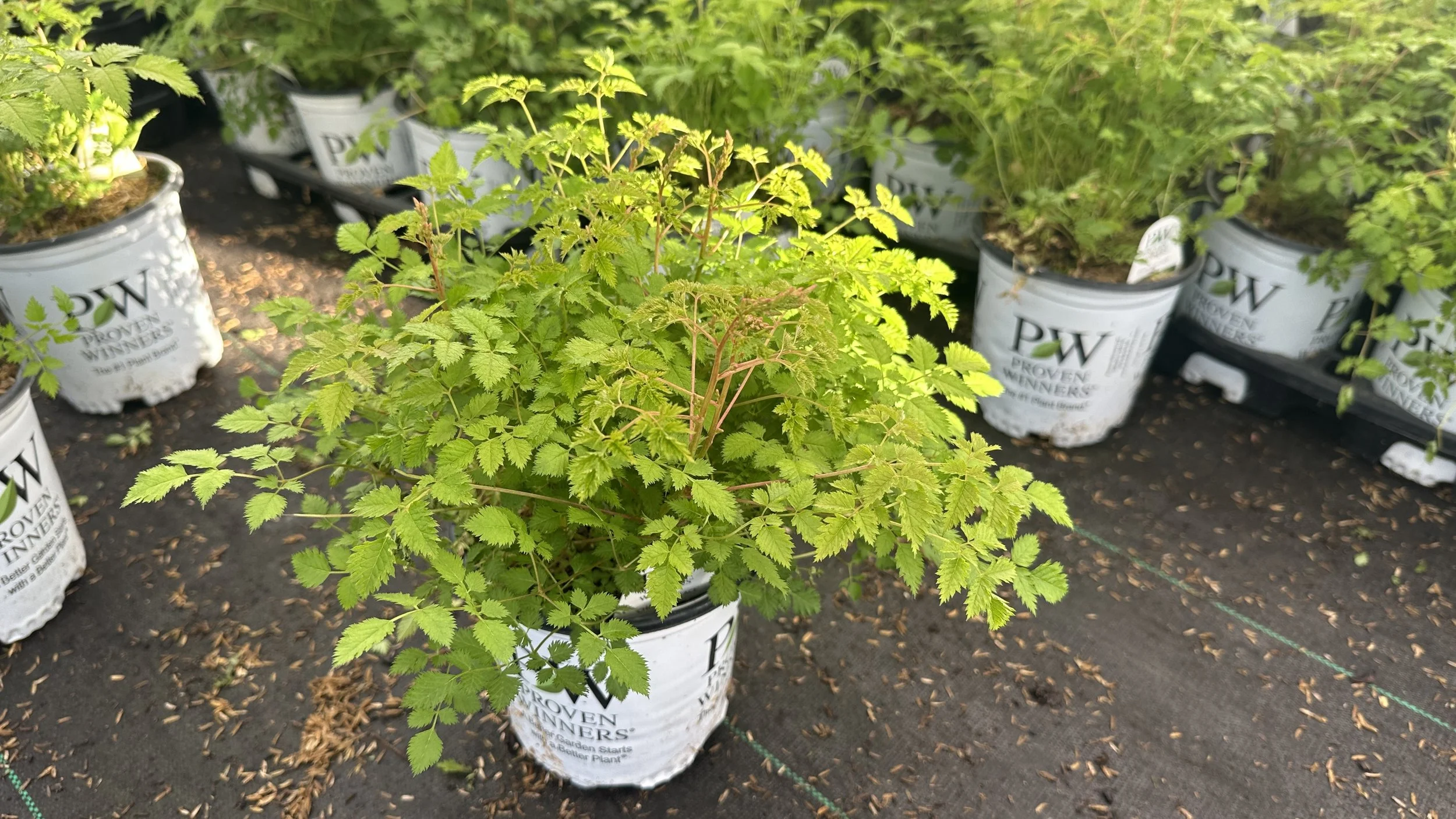 Aruncus 'Chantilly Lace' PP30740