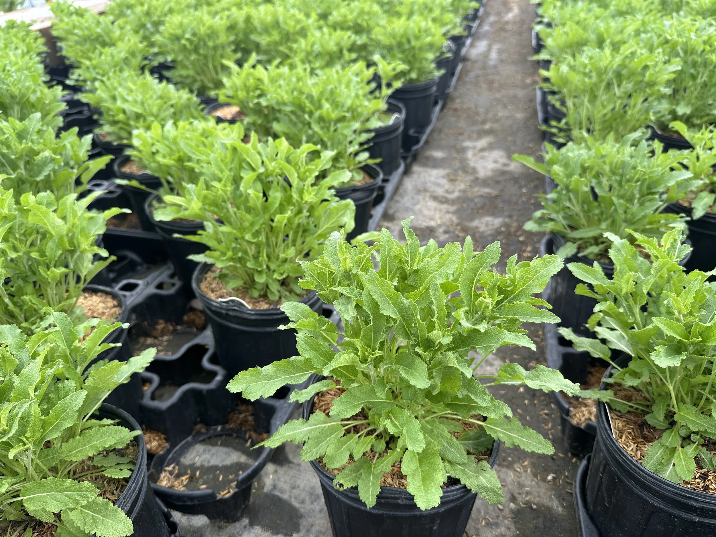 Salvia x sylvestris 'Blue Hill' ('Blauhugel')