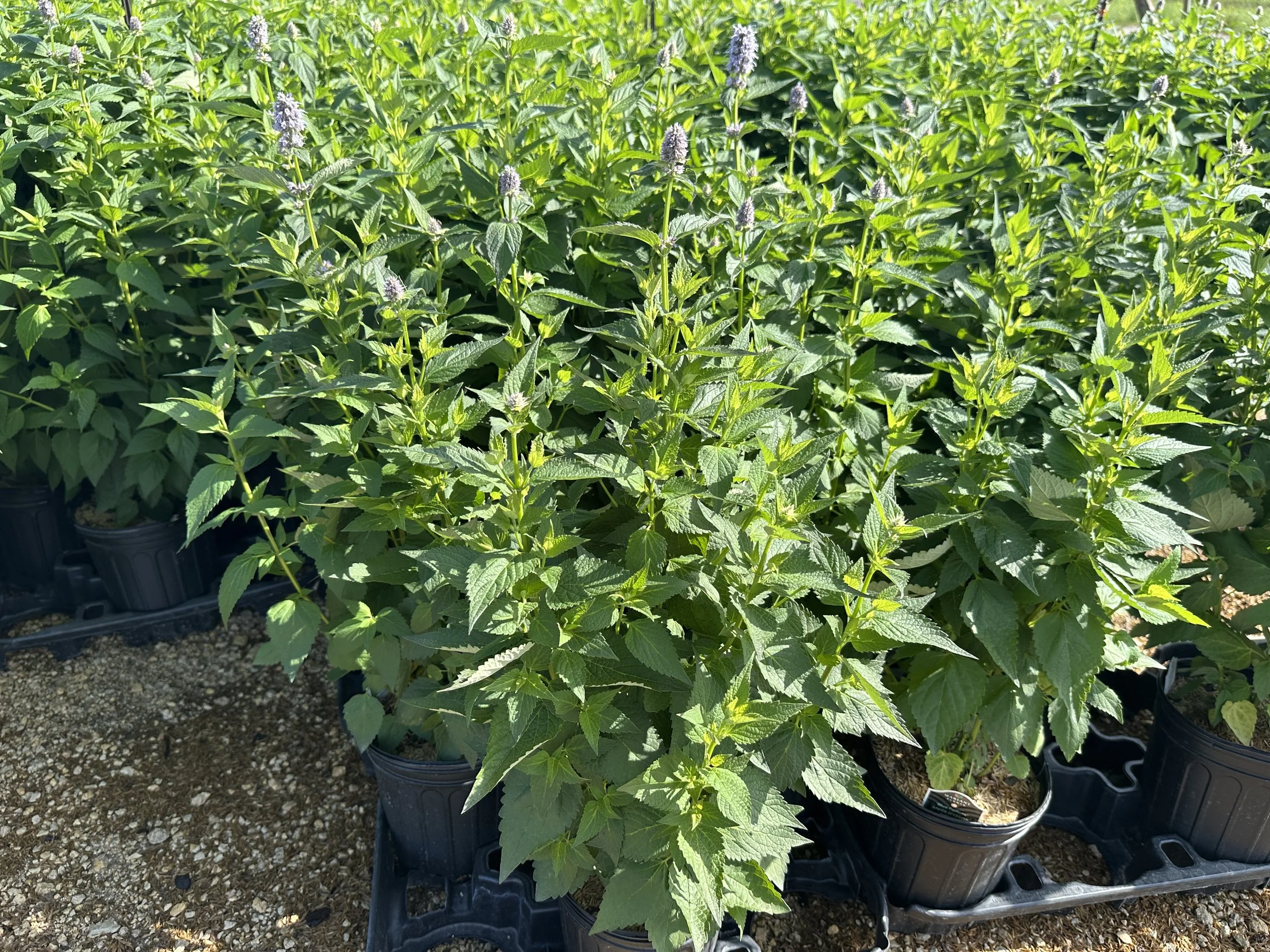 Agastache 'Blue Fortune'