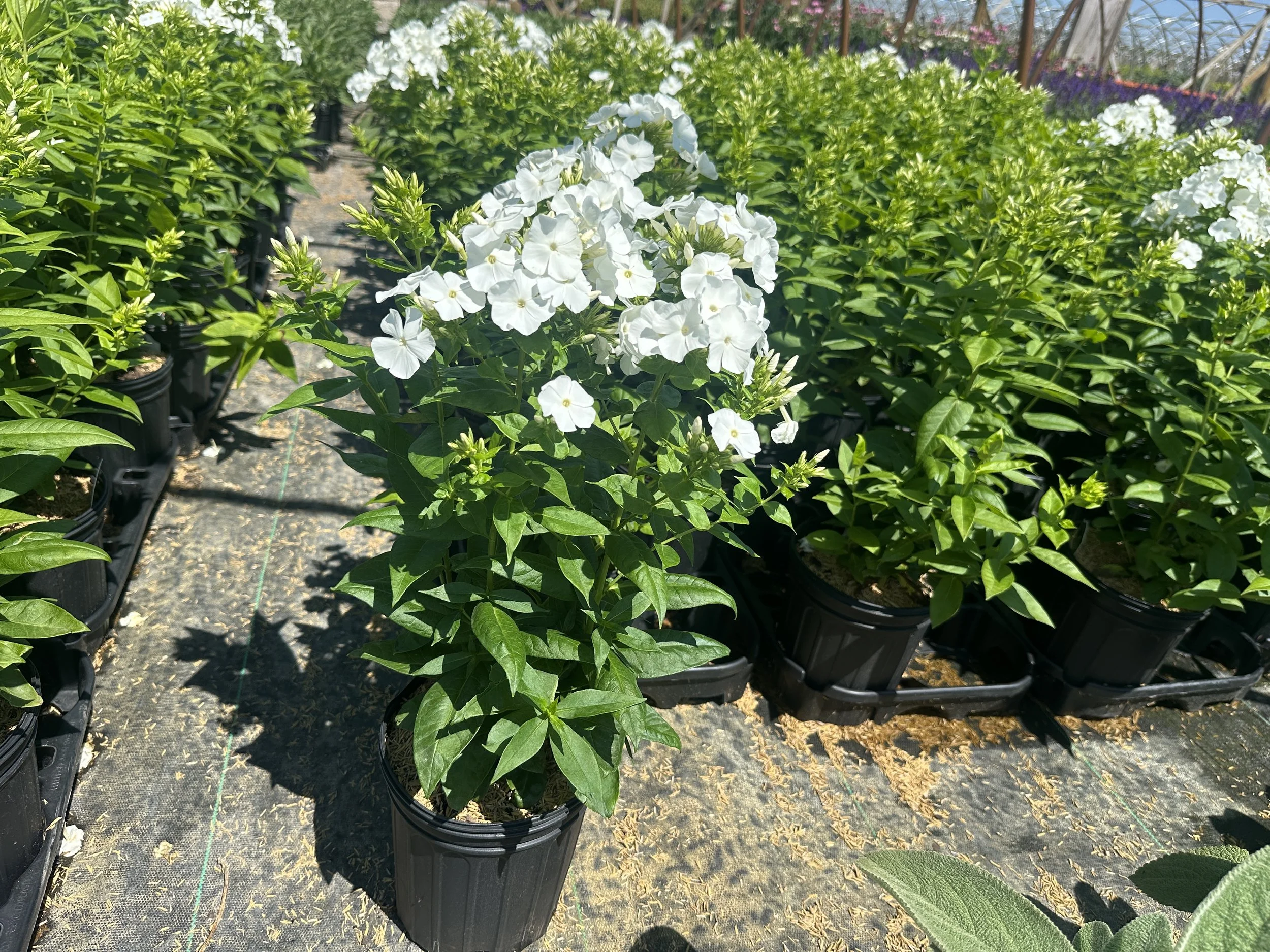 Phlox paniculata Flame® Pro White