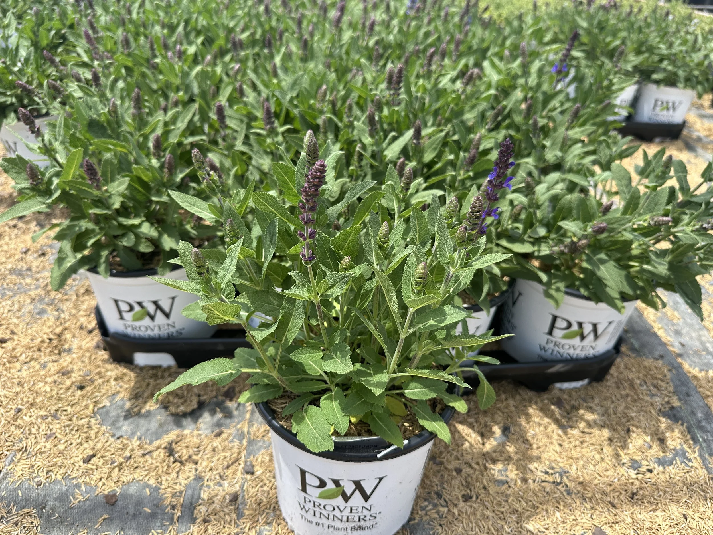 Salvia nemorosa 'Violet Profusion' PP31467