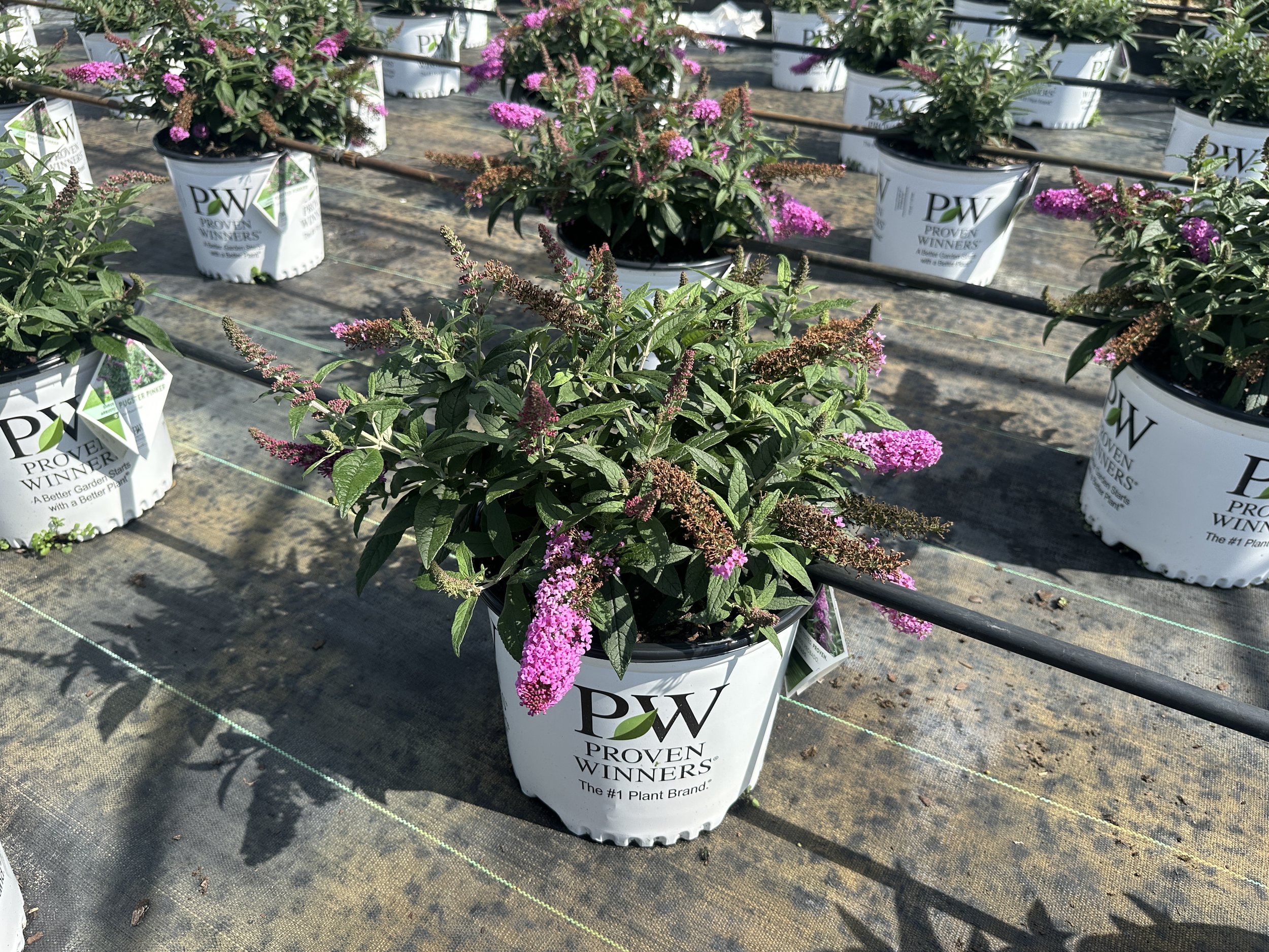 Buddleia Pugster Pinker® 'SMNBDB' PP33565