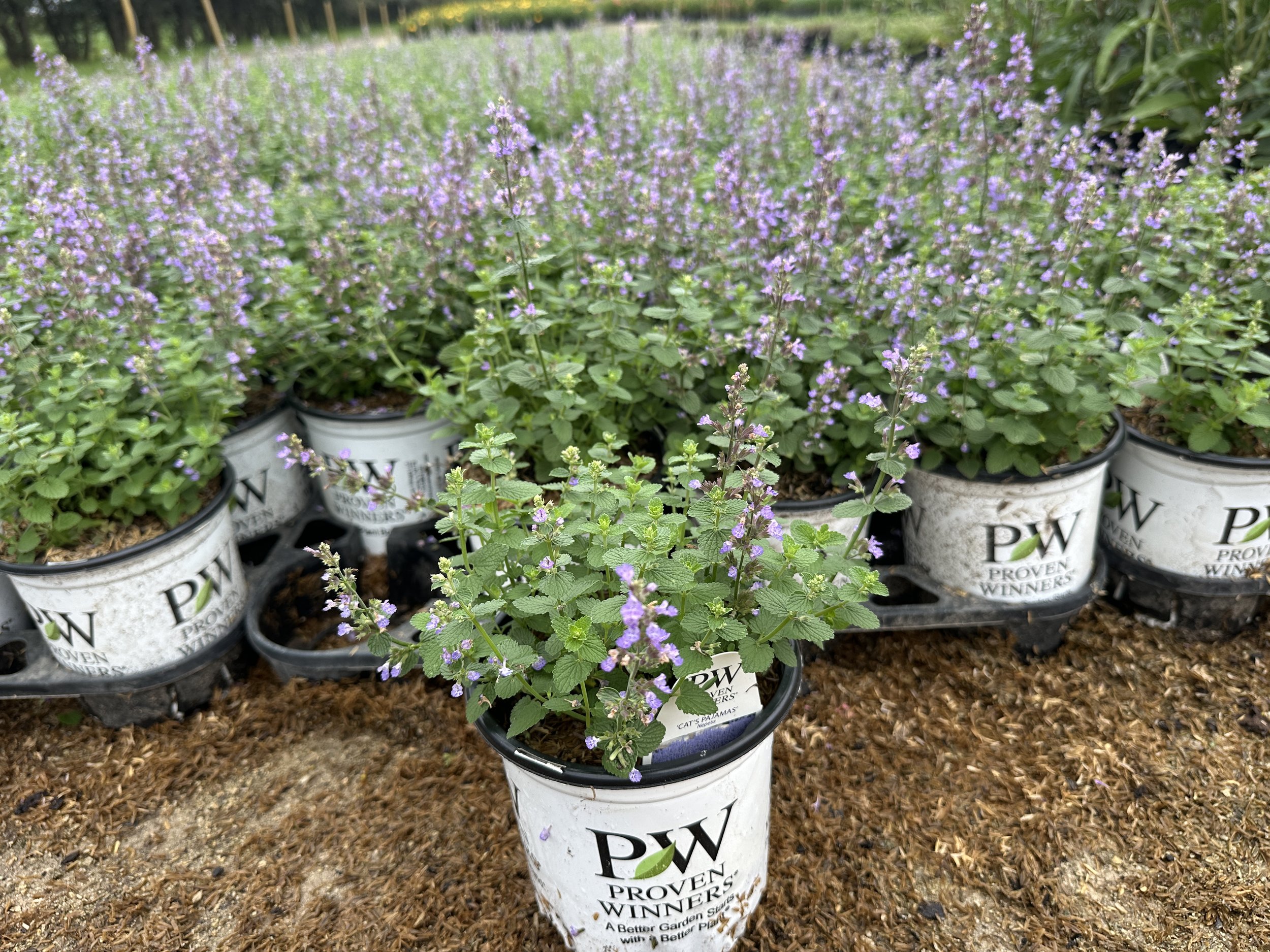 Nepeta 'Cat's Pajamas' PP31127