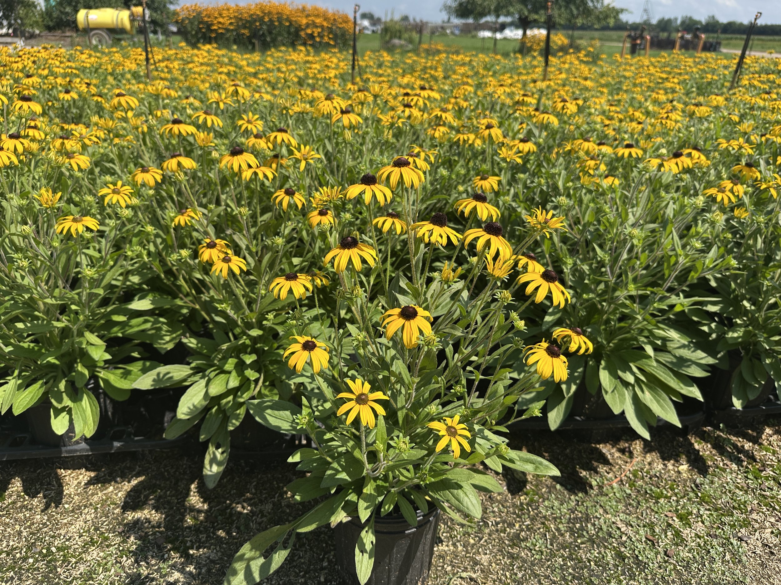 Rudbeckia 'American Gold Rush' PP28498
