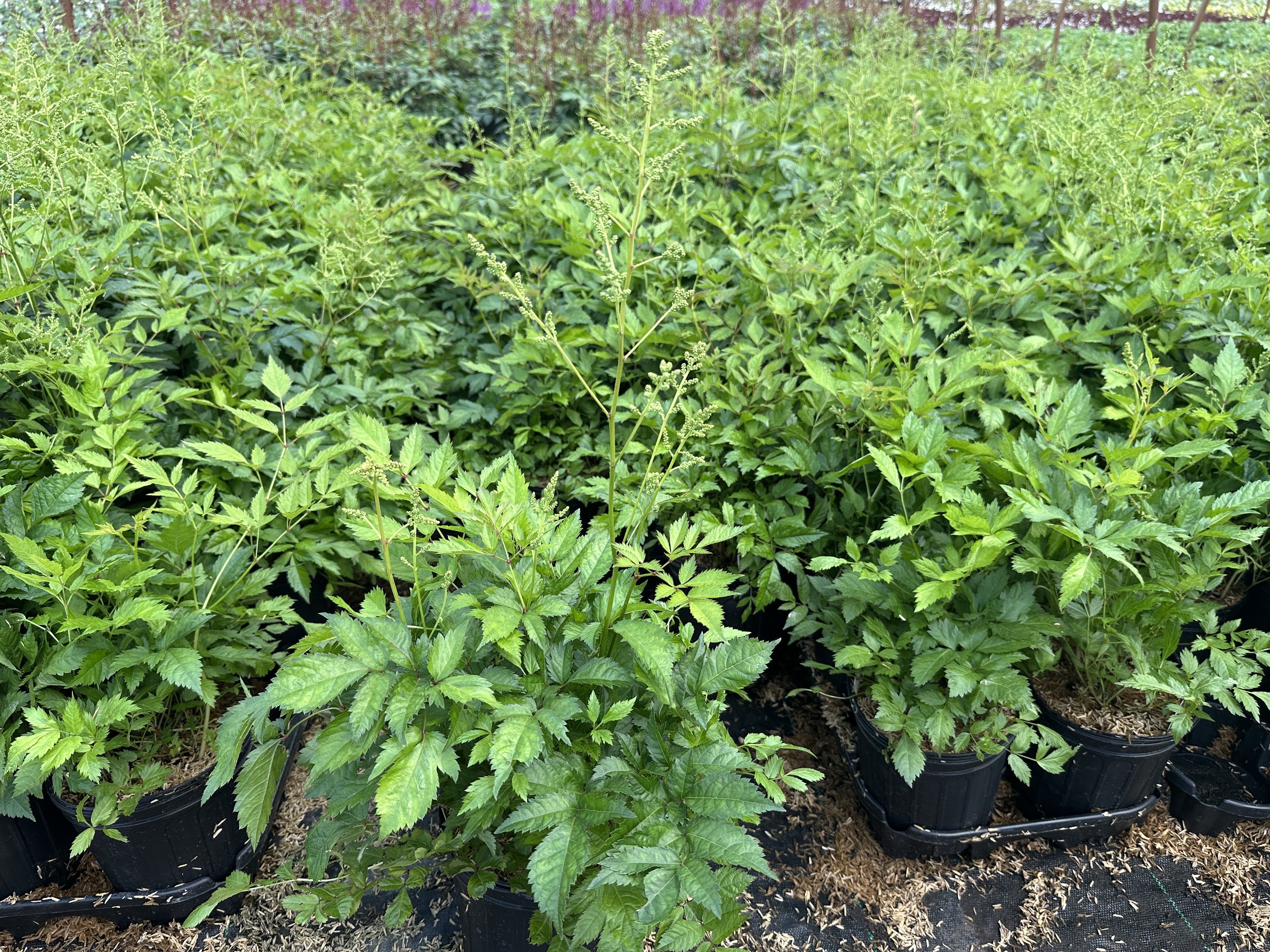 Astilbe 'Deutschland'