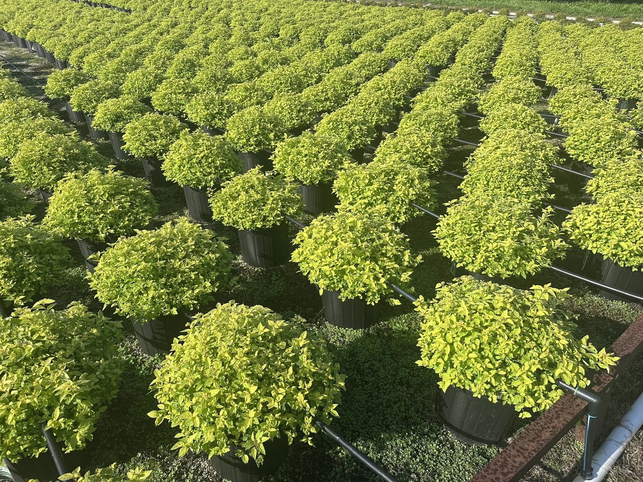 Spiraea japonica 'Gold Mound'