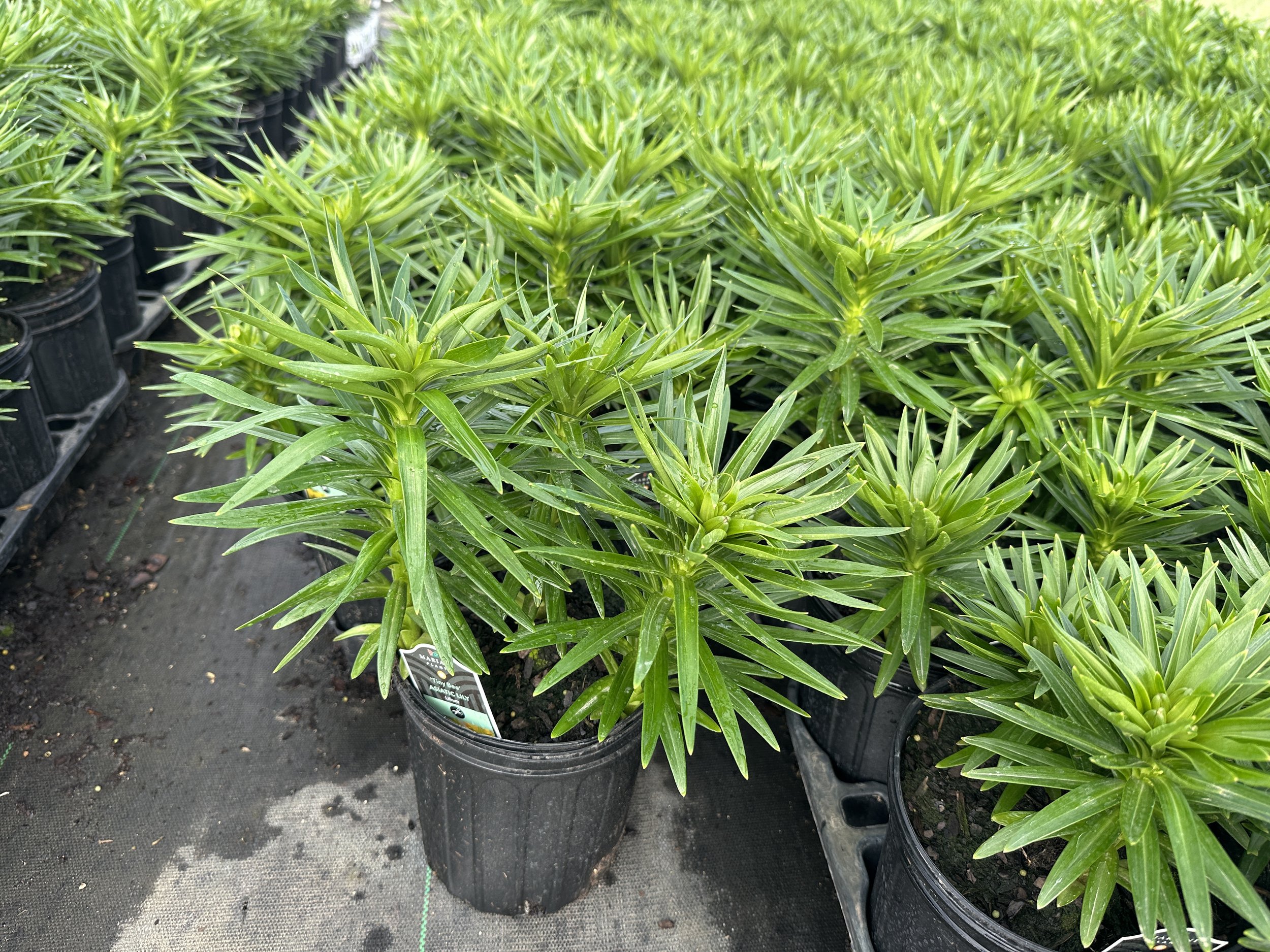 Lilium 'Tiny Bee' PP16255 (Yellow)