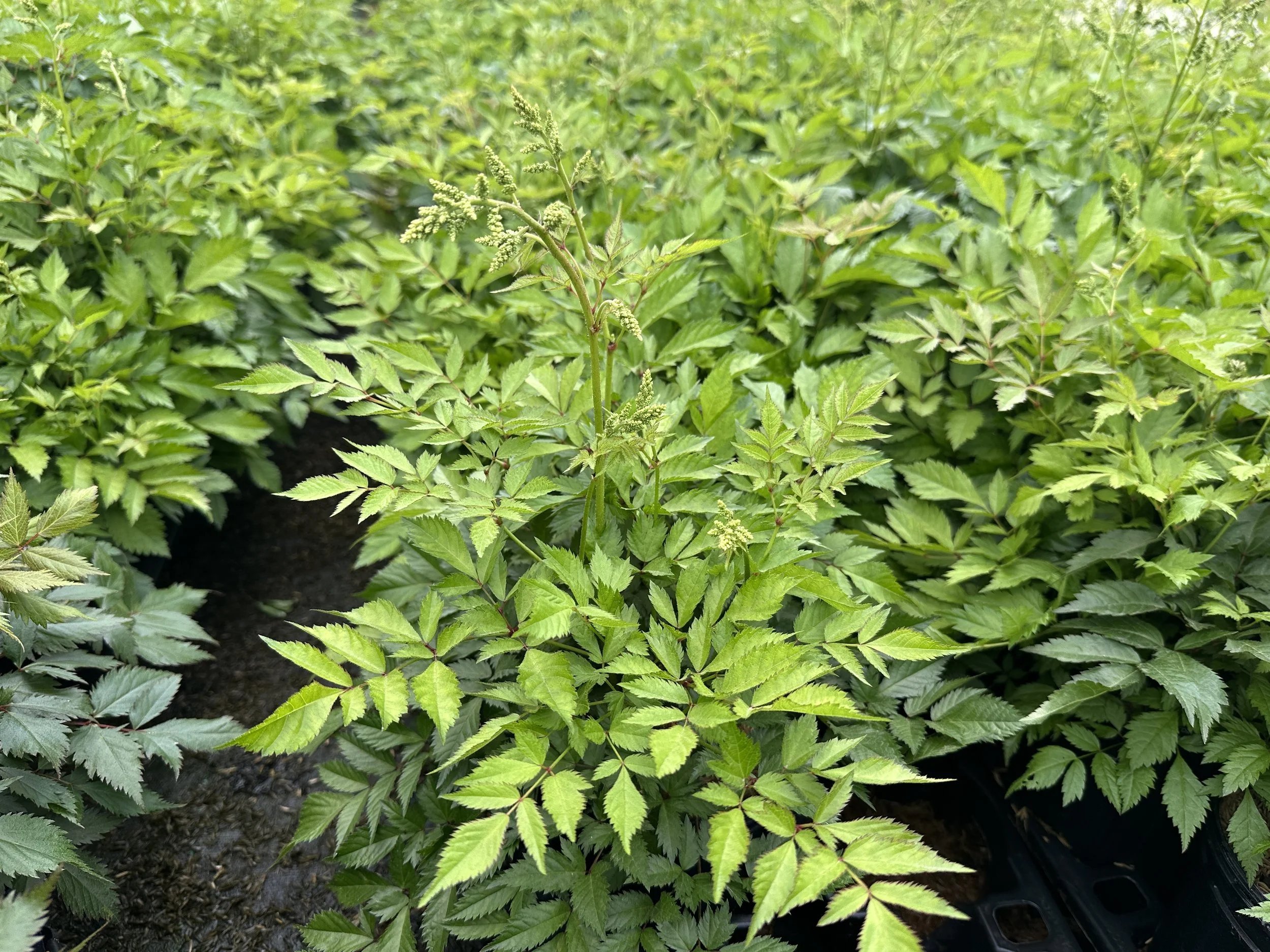 Astilbe 'Deutschland'
