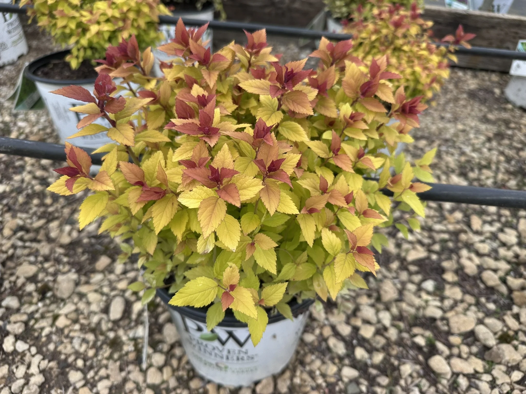 Spiraea japonica Double Play Dolly® 'SMNSJSA' PP35032