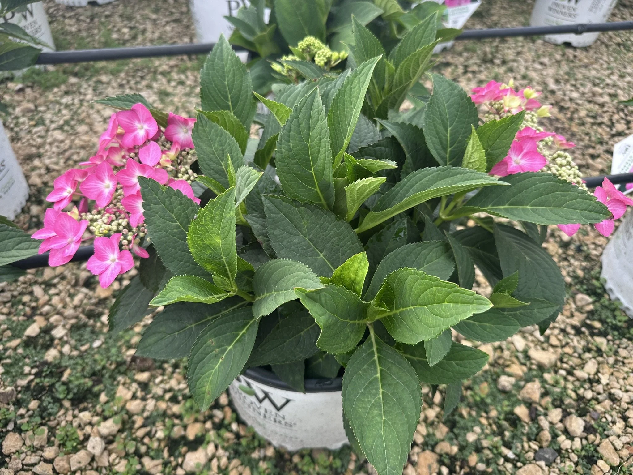 Hydrangea Lets Dance Hot Stepper.JPEG