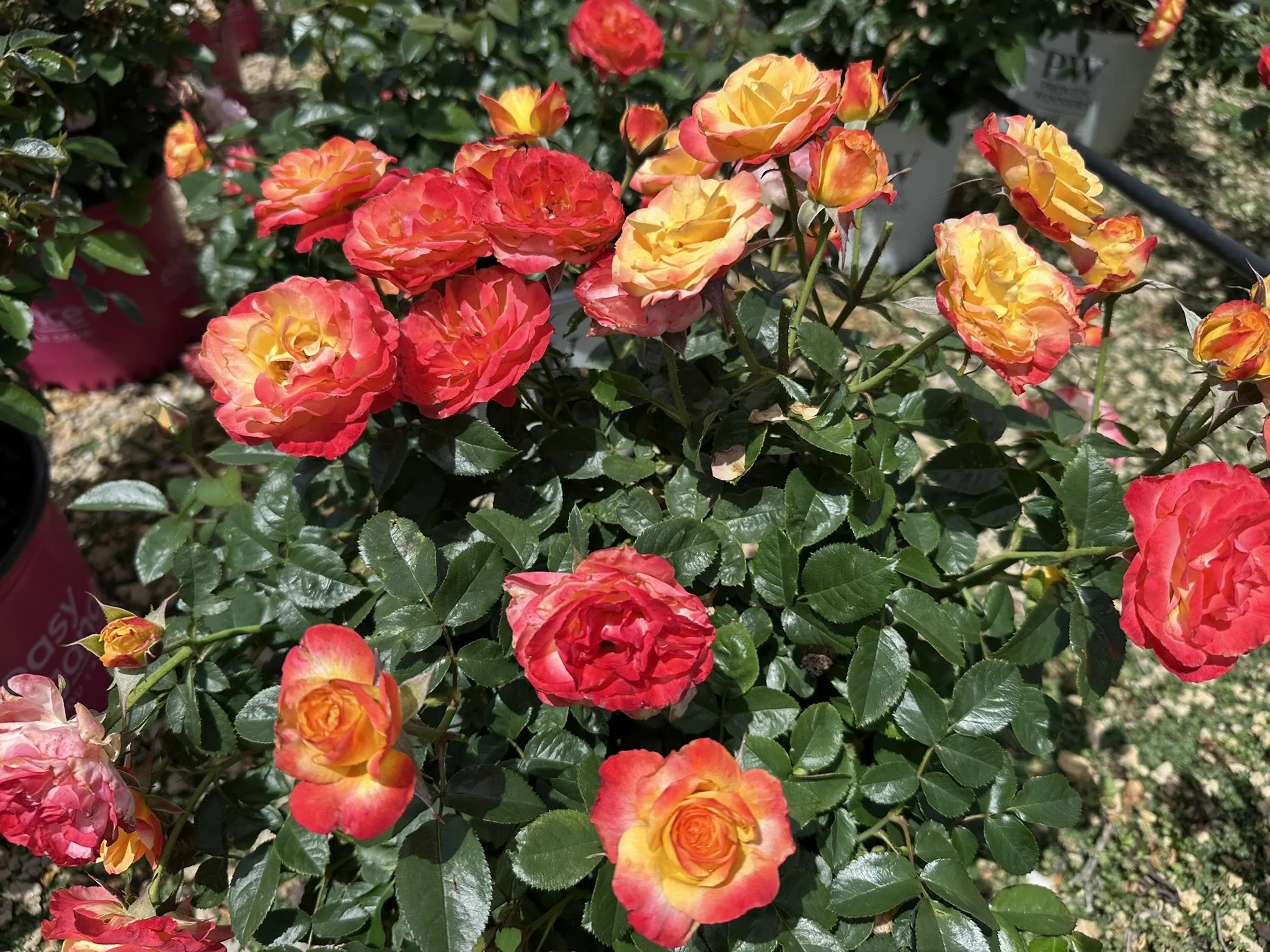 Rosa Oso Easy En Fuego® 'Chewizard' PPAF