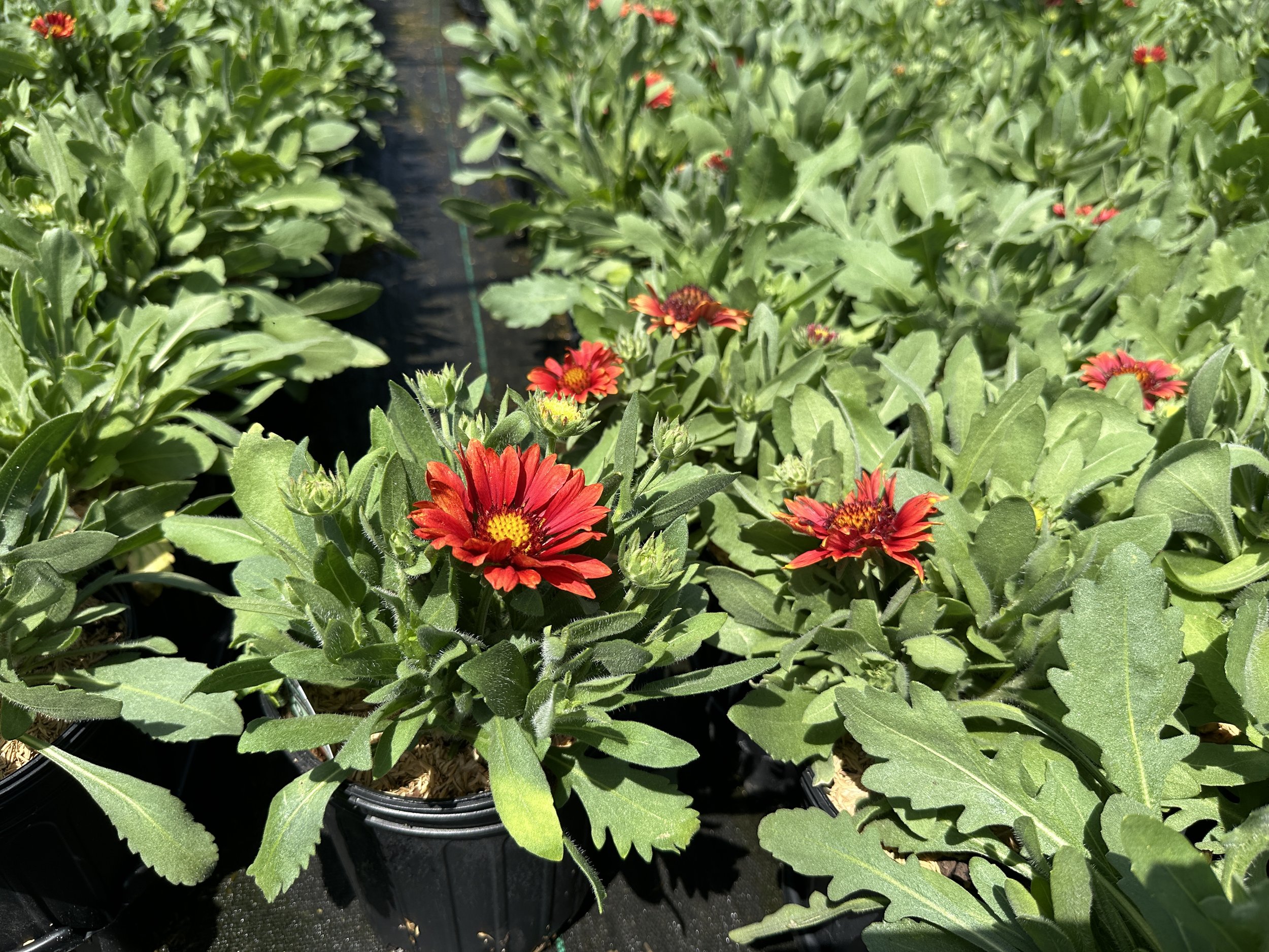 Gaillardia Arizona Red Shades.JPG