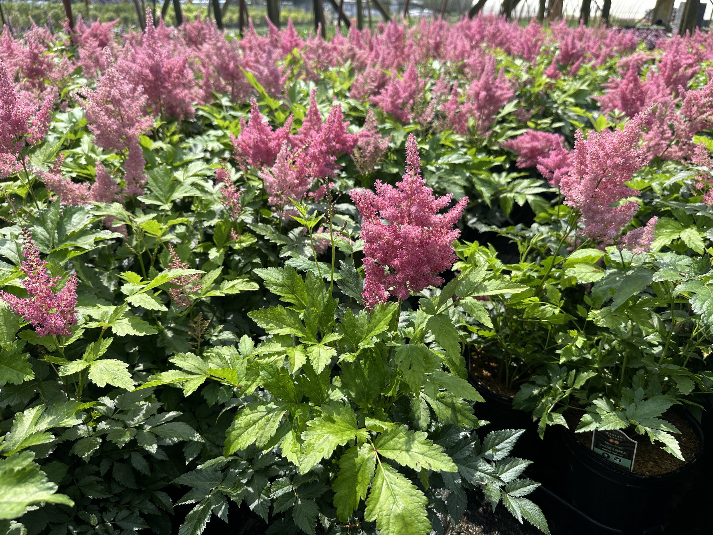 Astilbe japonica 'Rheinland'