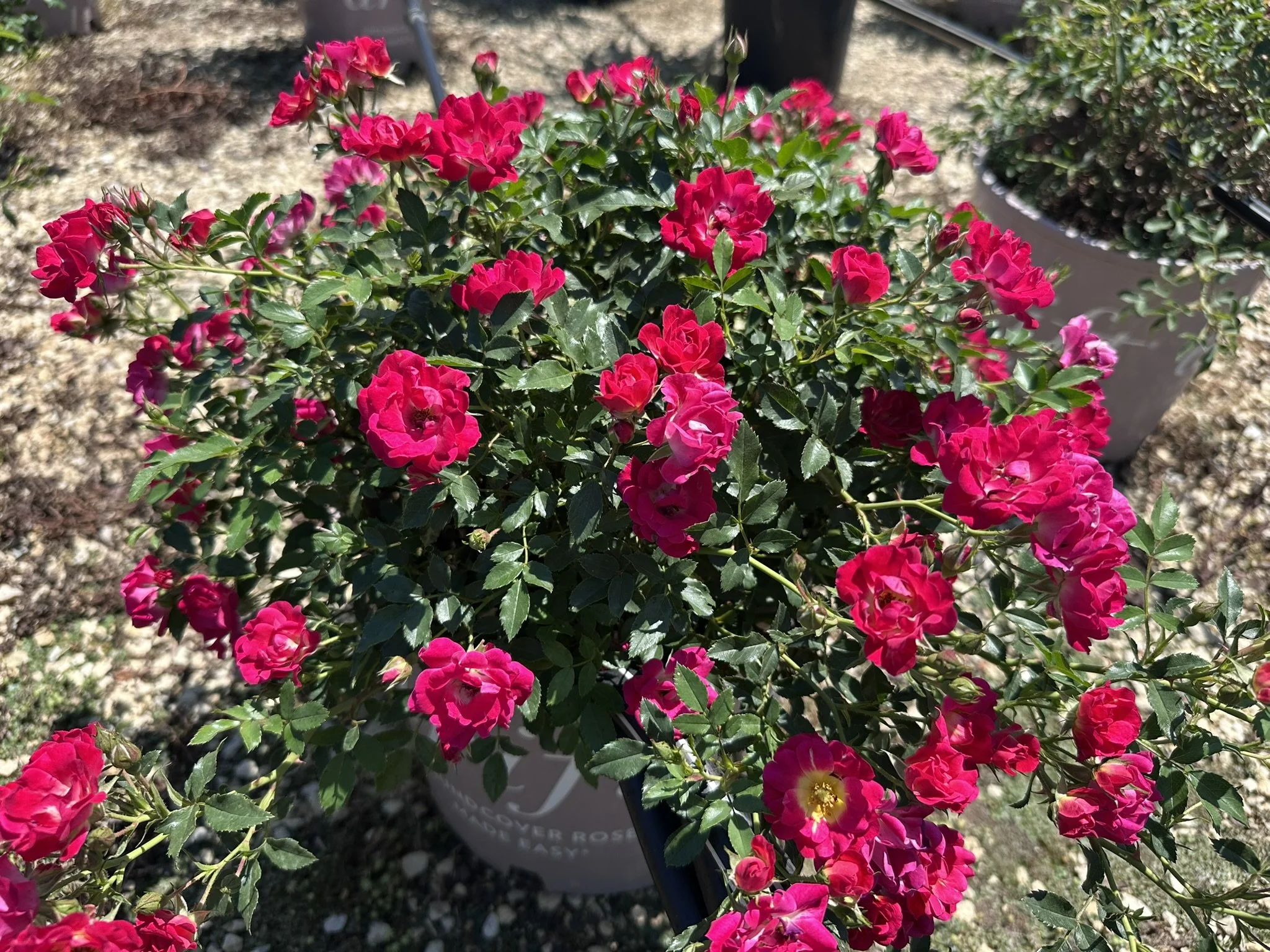 Rosa Red Drift® 'Meigalpio' PP17877