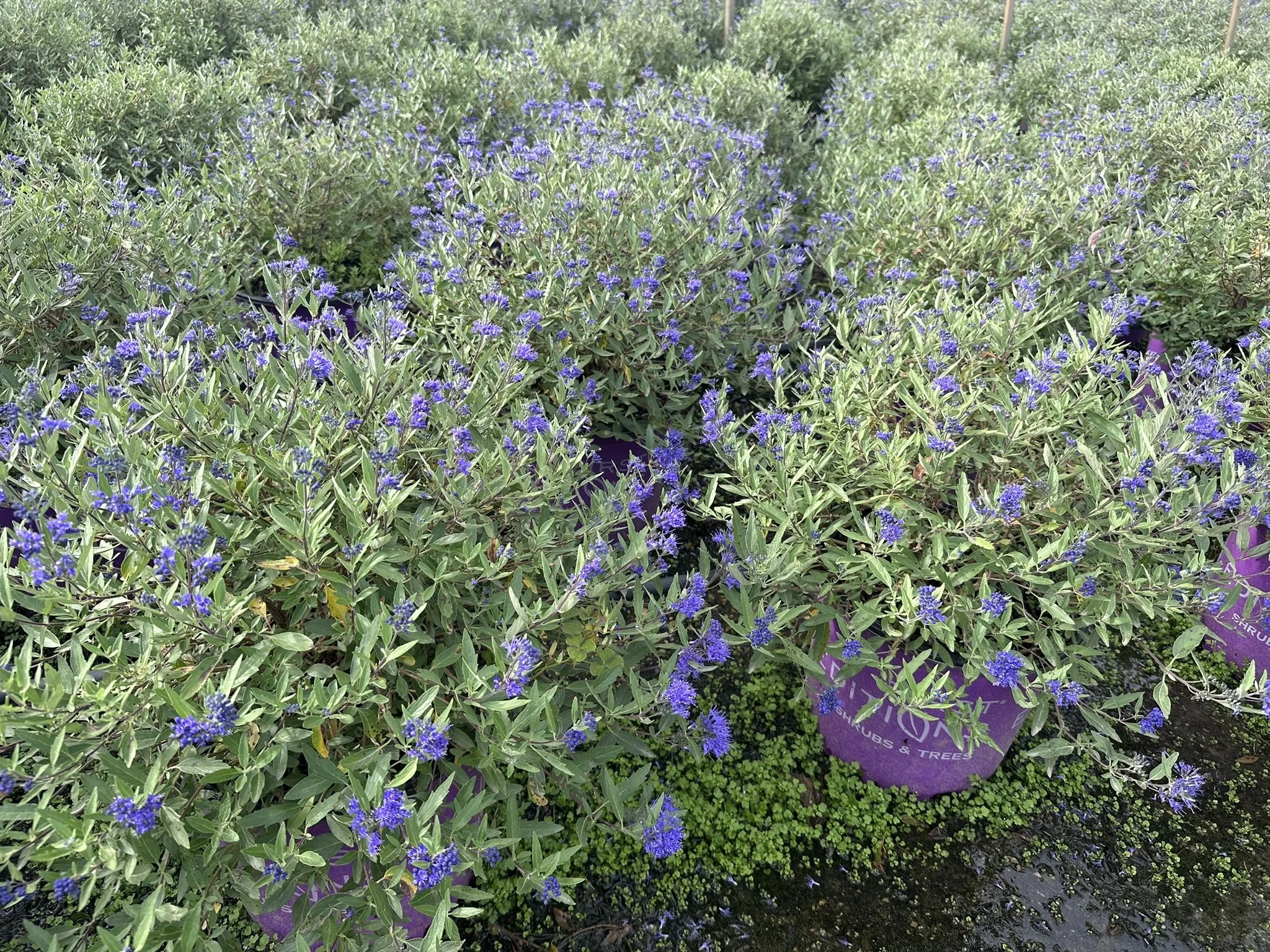 Caryopteris x clandonensis Sapphire Surf™  'Blauer Splatz'