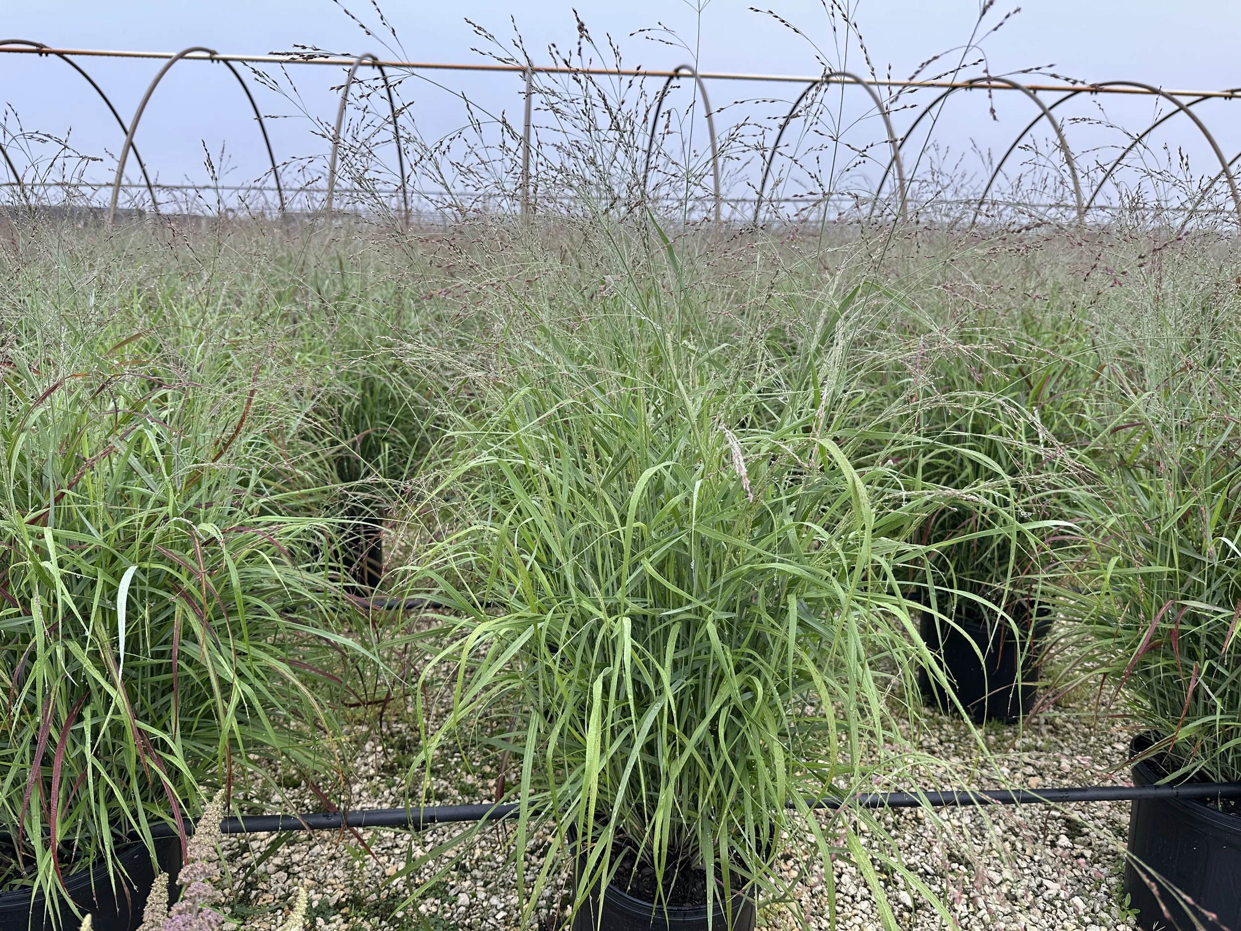 Panicum virgatum 'Shenandoah'