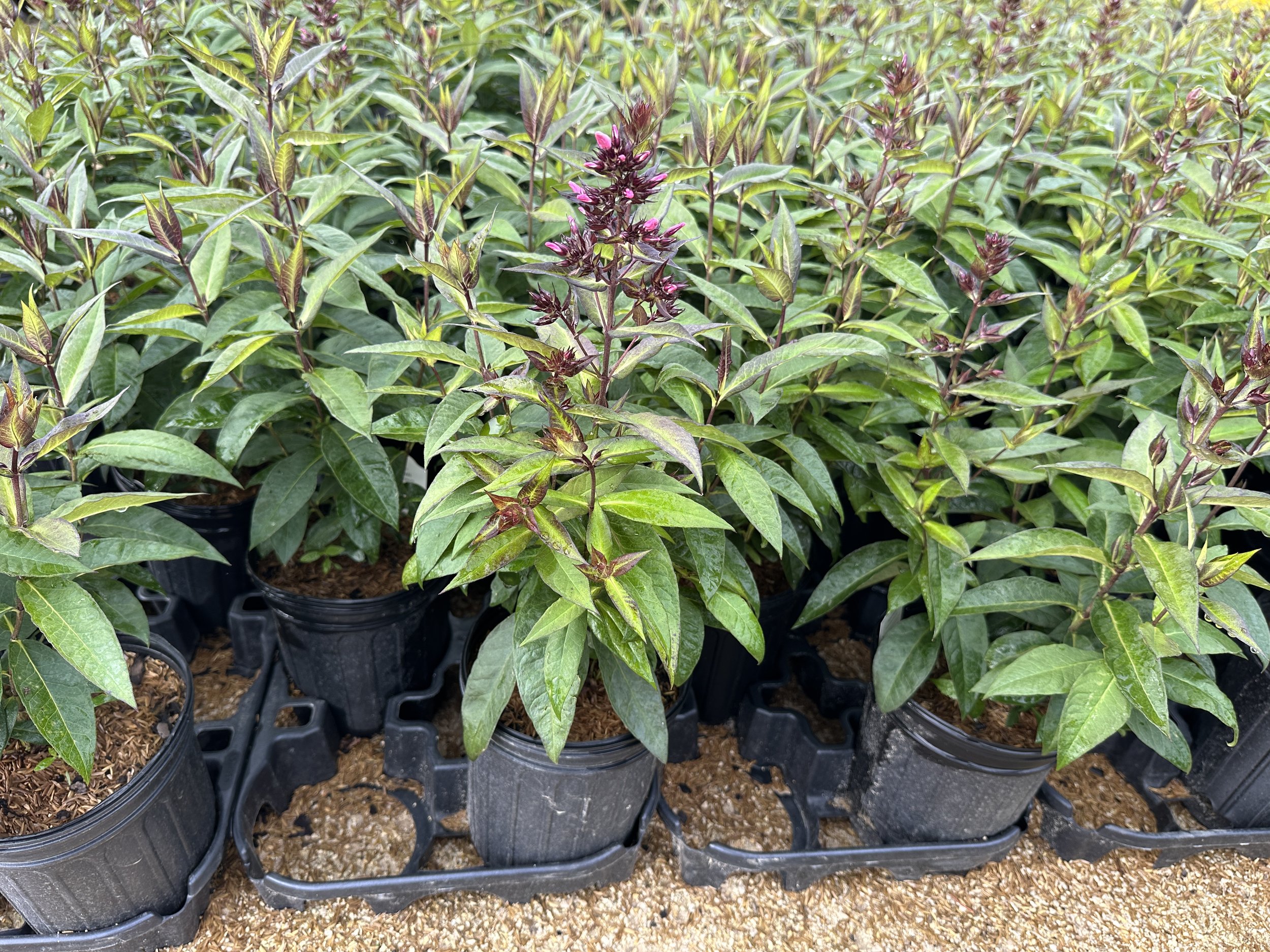 Phlox paniculata Candy Store® Coral Crème Drop™ 'DITOMDRE' PP20907