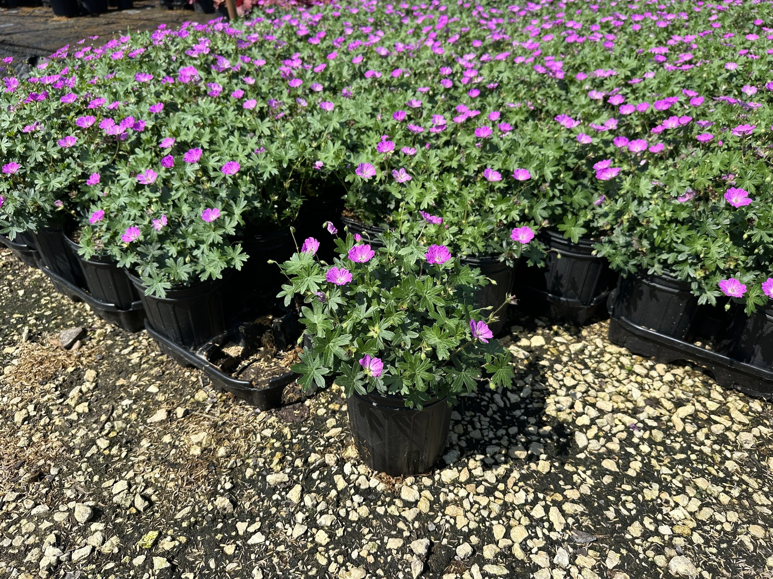 Geranium sanguineum 'Max Frei'
