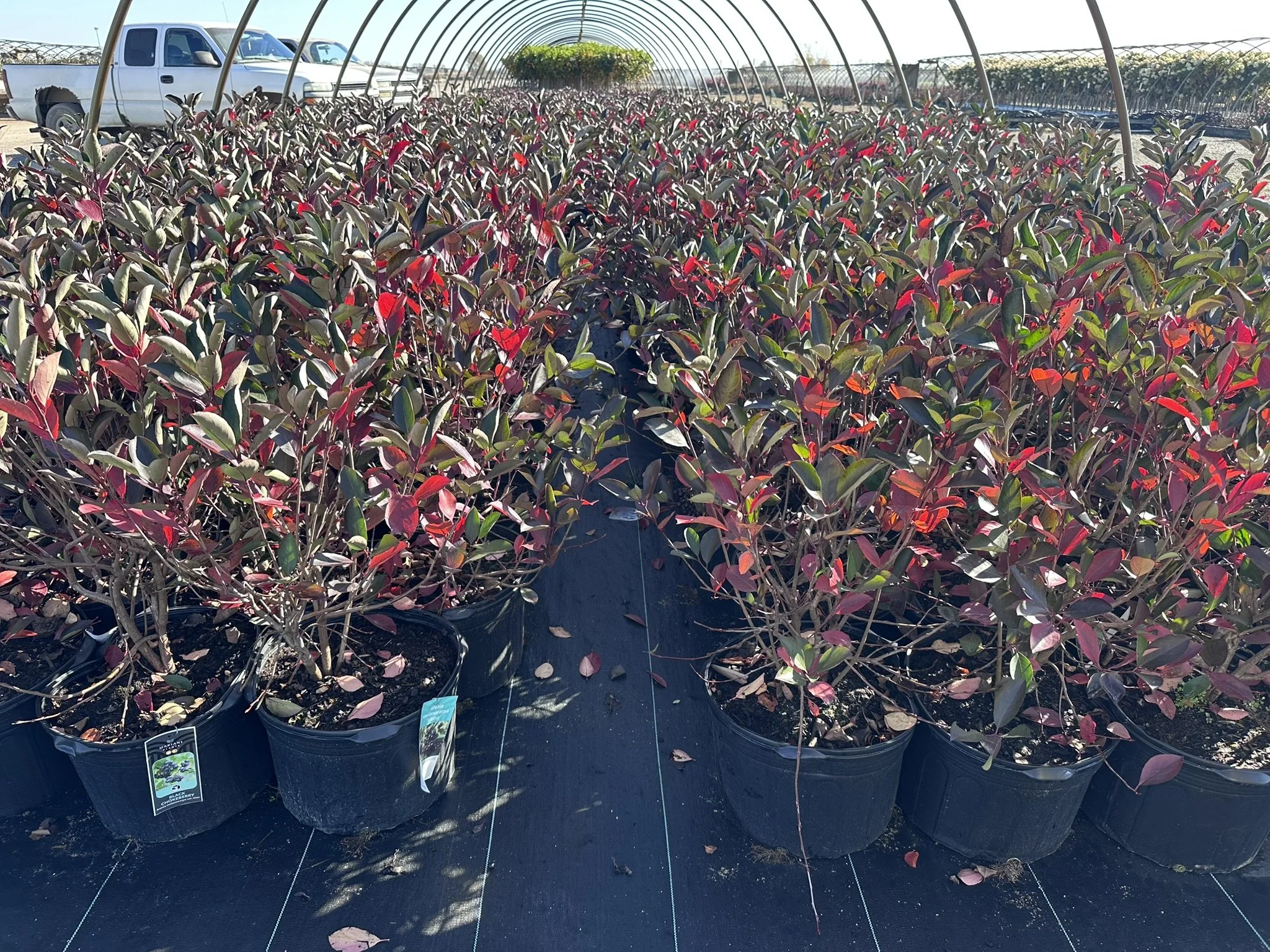 Aronia elata.JPEG