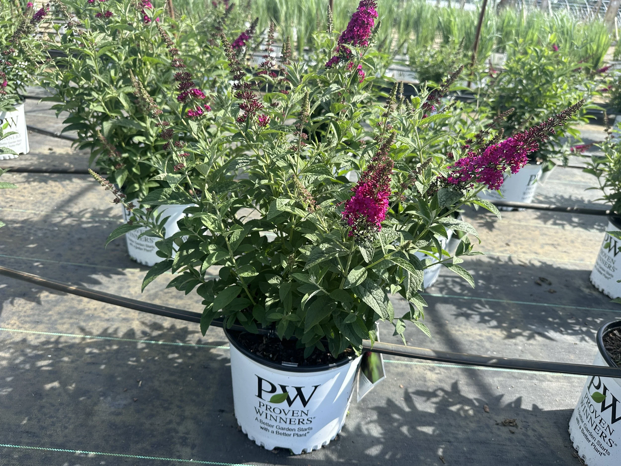 Buddleia 'Miss Molly' PP23425