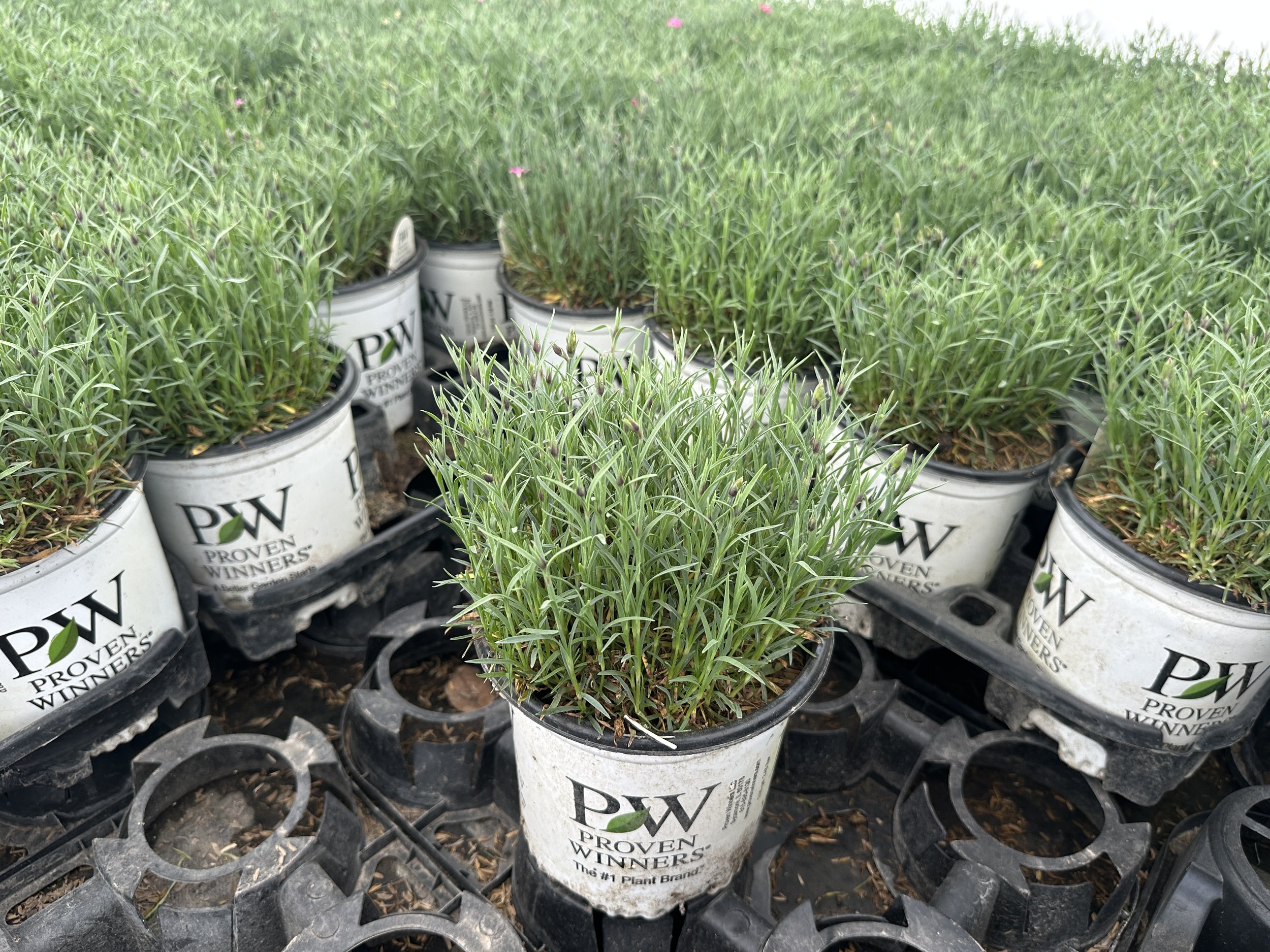 Dianthus 'Paint the Town Fancy' PP34503