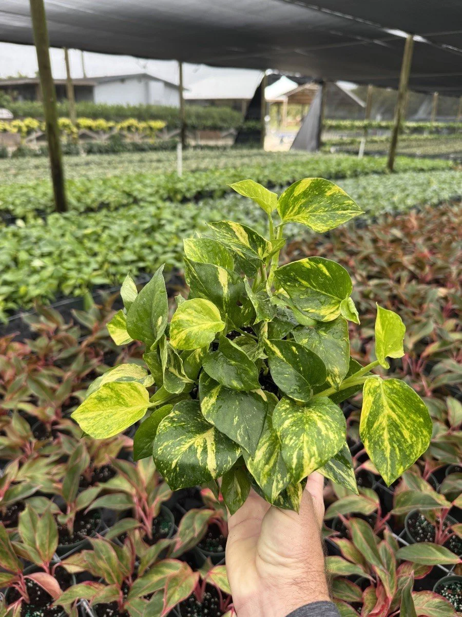 6IN Pothos Churchill Gold.jpg