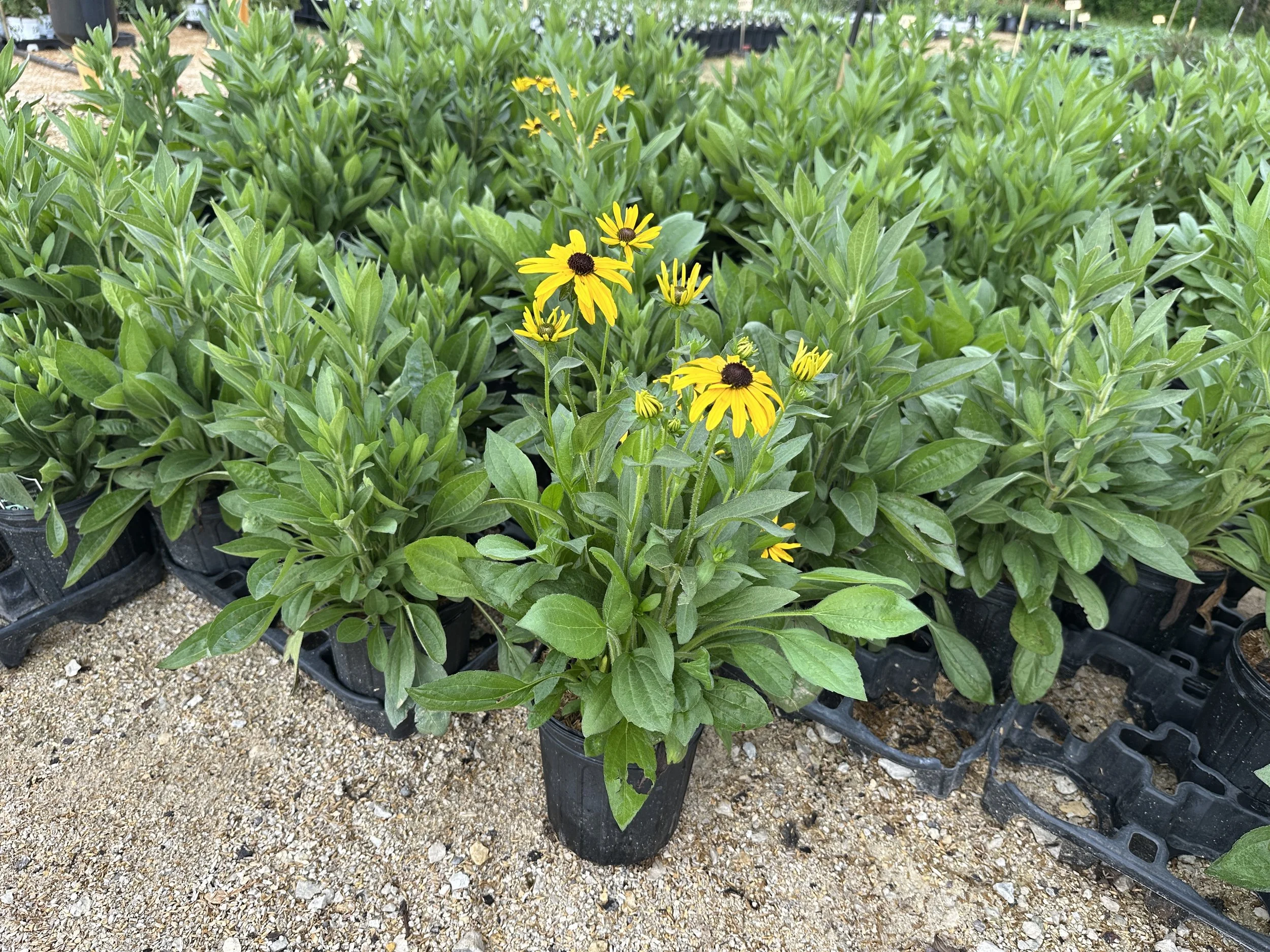 Rudbeckia 'Glitters Like Gold'