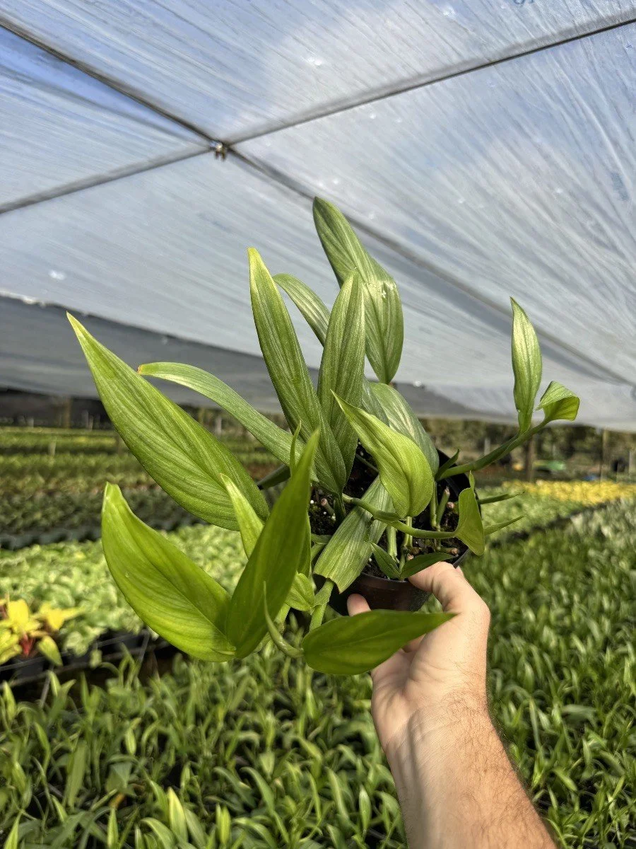 6IN Pothos Silver Stripe.jpg