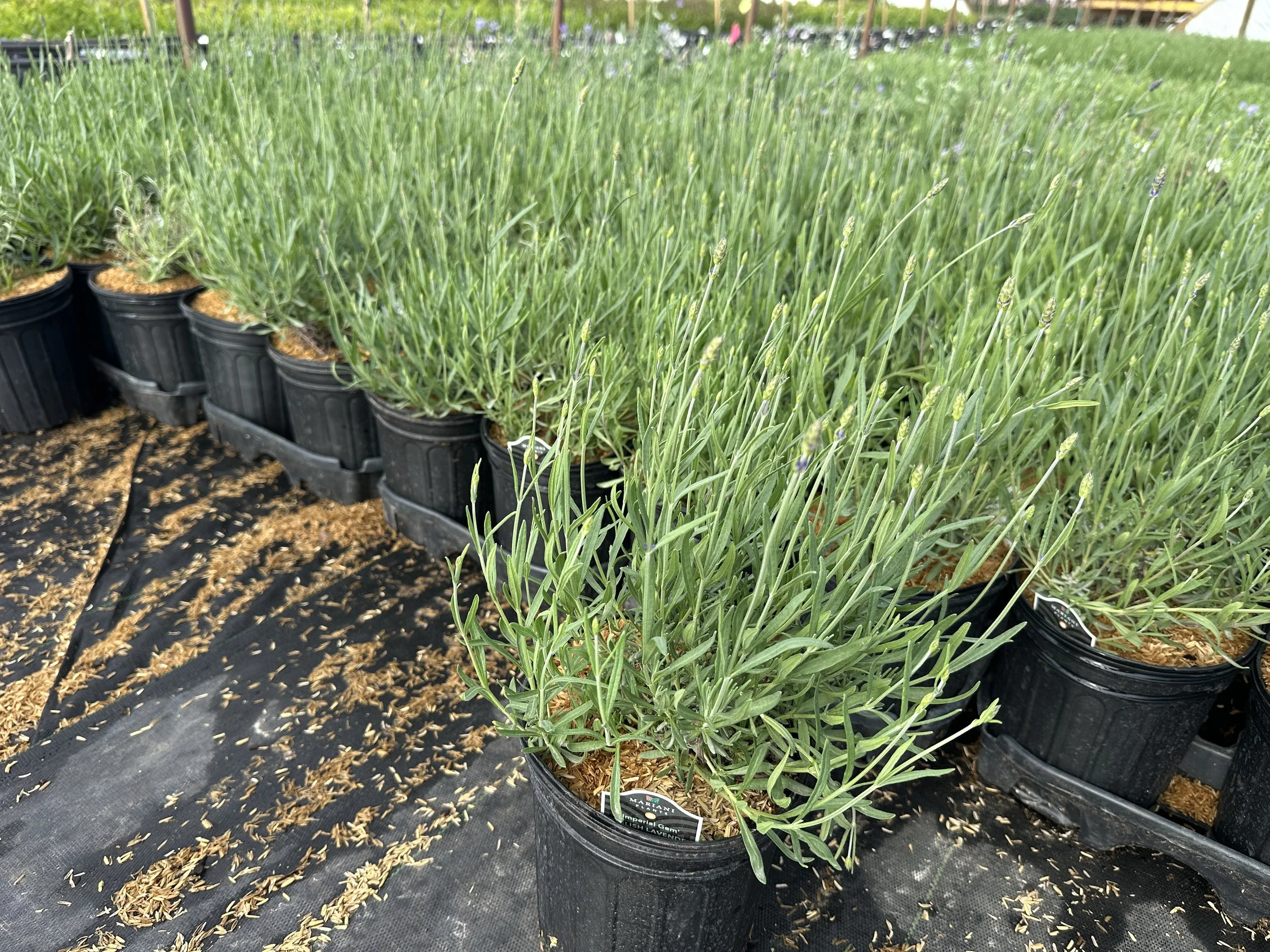 Lavandula angustifolia 'Imperial Gem'